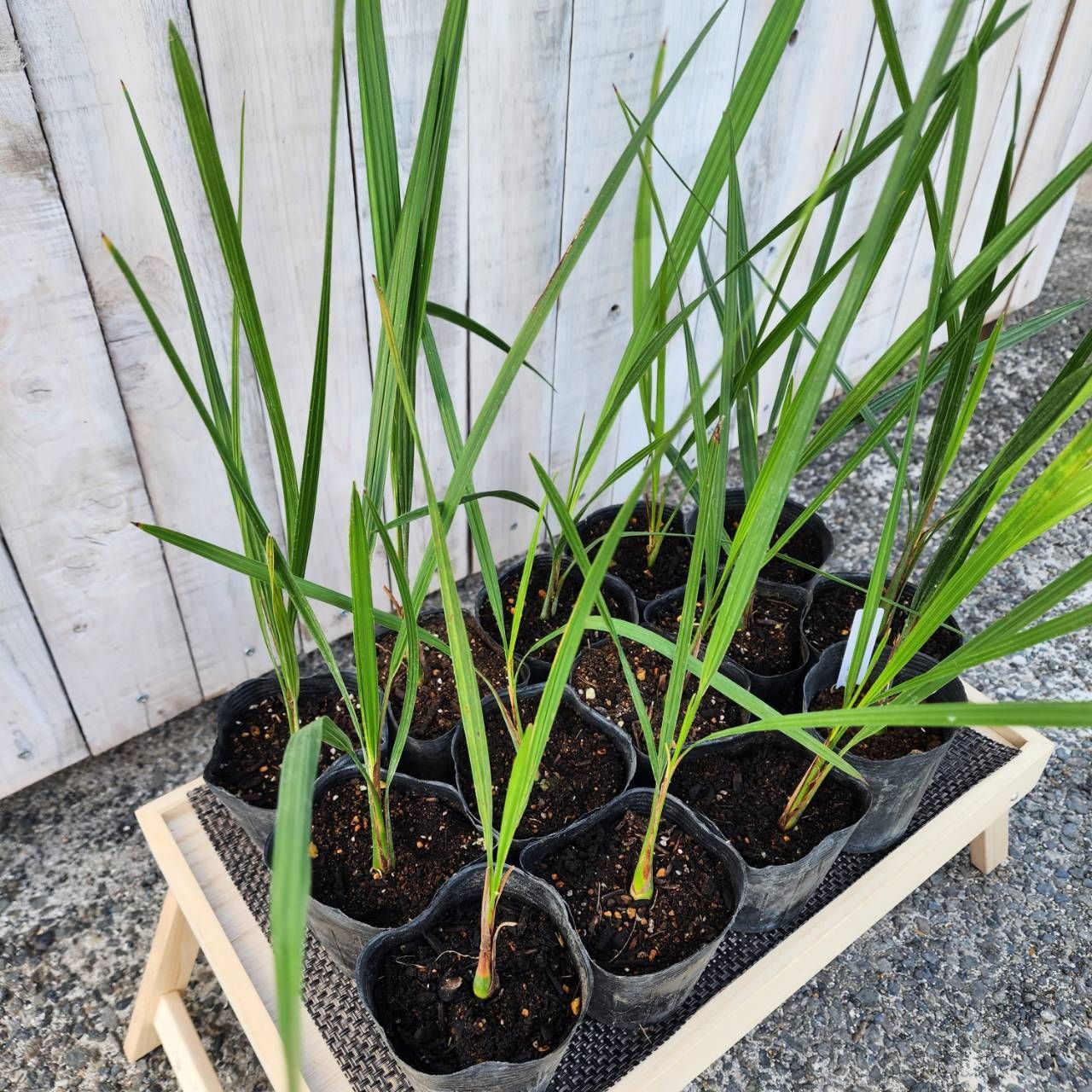 抜き苗】 ココスヤシ 30本 Butia capitata - メルカリ