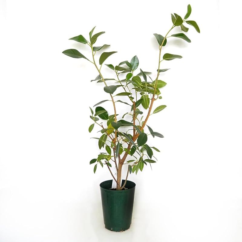 ＩＴＡＮＳＥ フィカス ルビギノーサ フランスゴム 5号 1個売り 品種で選べる観葉植物 学名 Ficus rubiginosa クワ科フィカス属 原生地 インド●葉は小判型で 厚みと光沢があり 一般的なゴムの木よりも葉が小さく 幹はしなやかで落