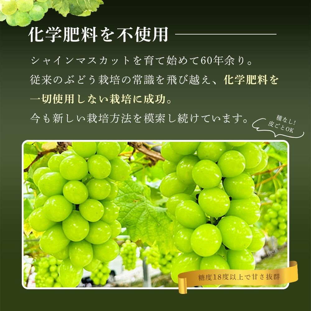 【予約販売】岡山シャインマスカット 無農薬3kg大粒秀品粒だけ完熟糖度16以上 予約販売】岡山シャインマスカット 無農薬3kg大粒秀品粒だけ完熟