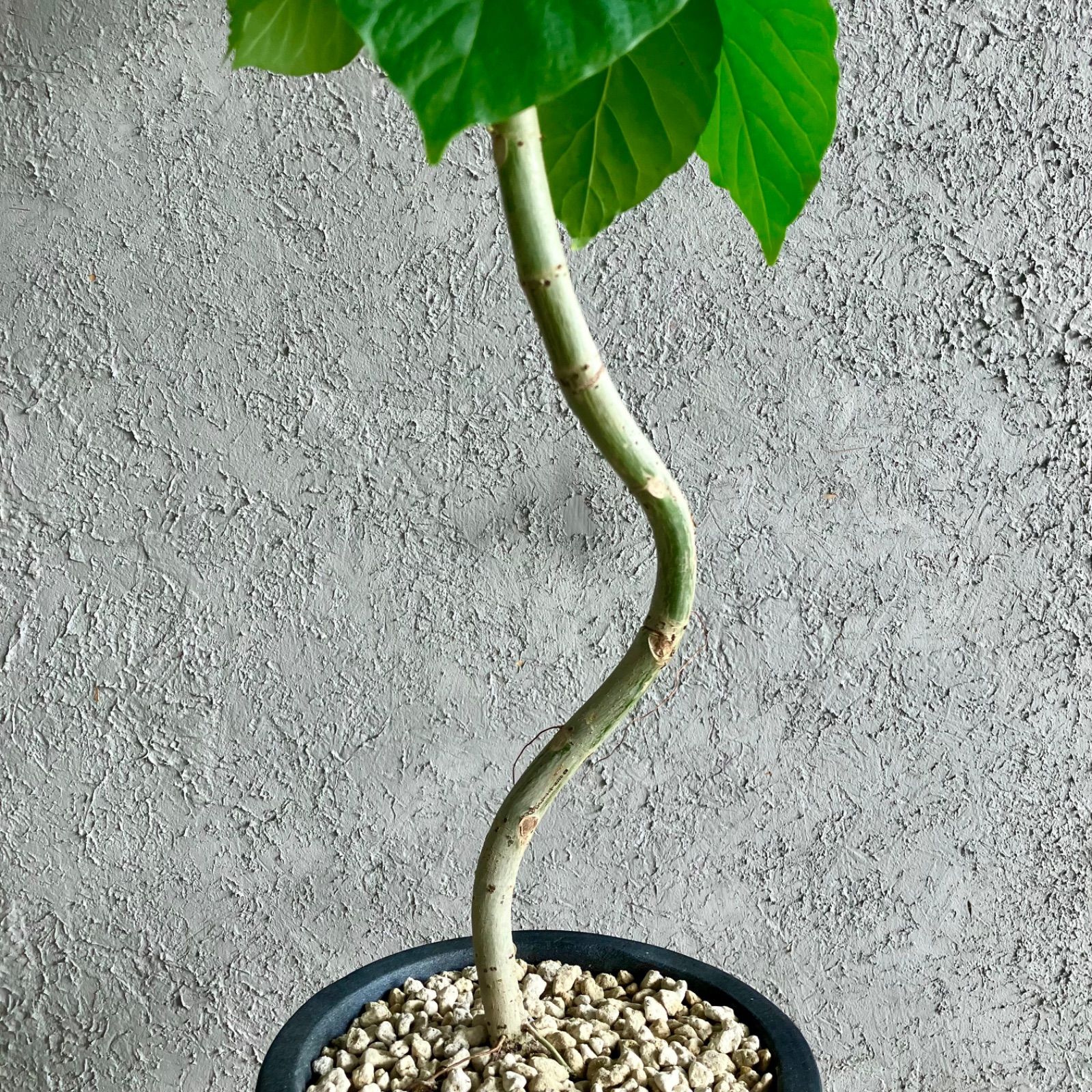 テラコッタ鉢植え アンティーク風