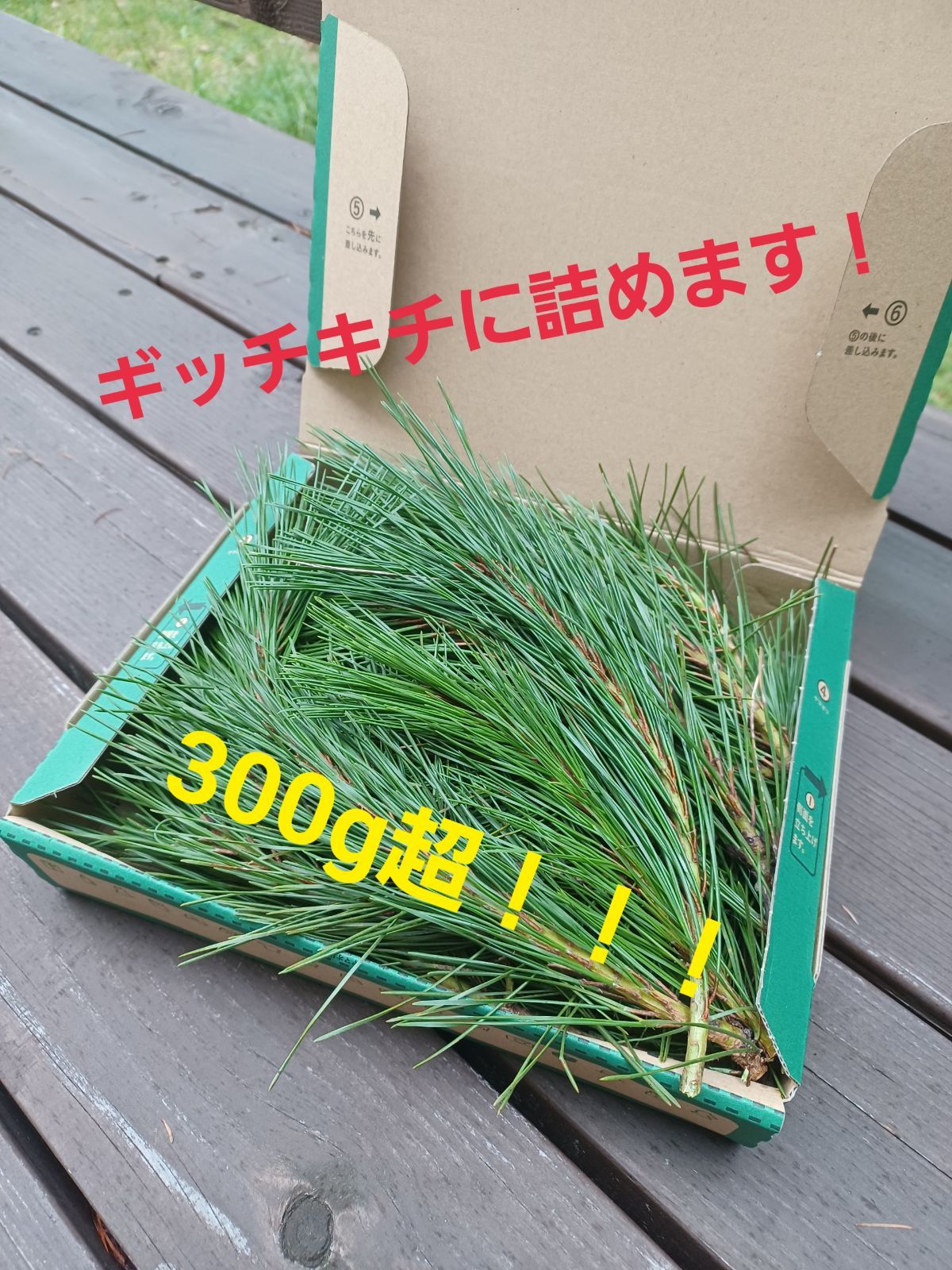 採れたて新鮮♪︎軽井沢産 天然無農薬 松葉 300g超-2