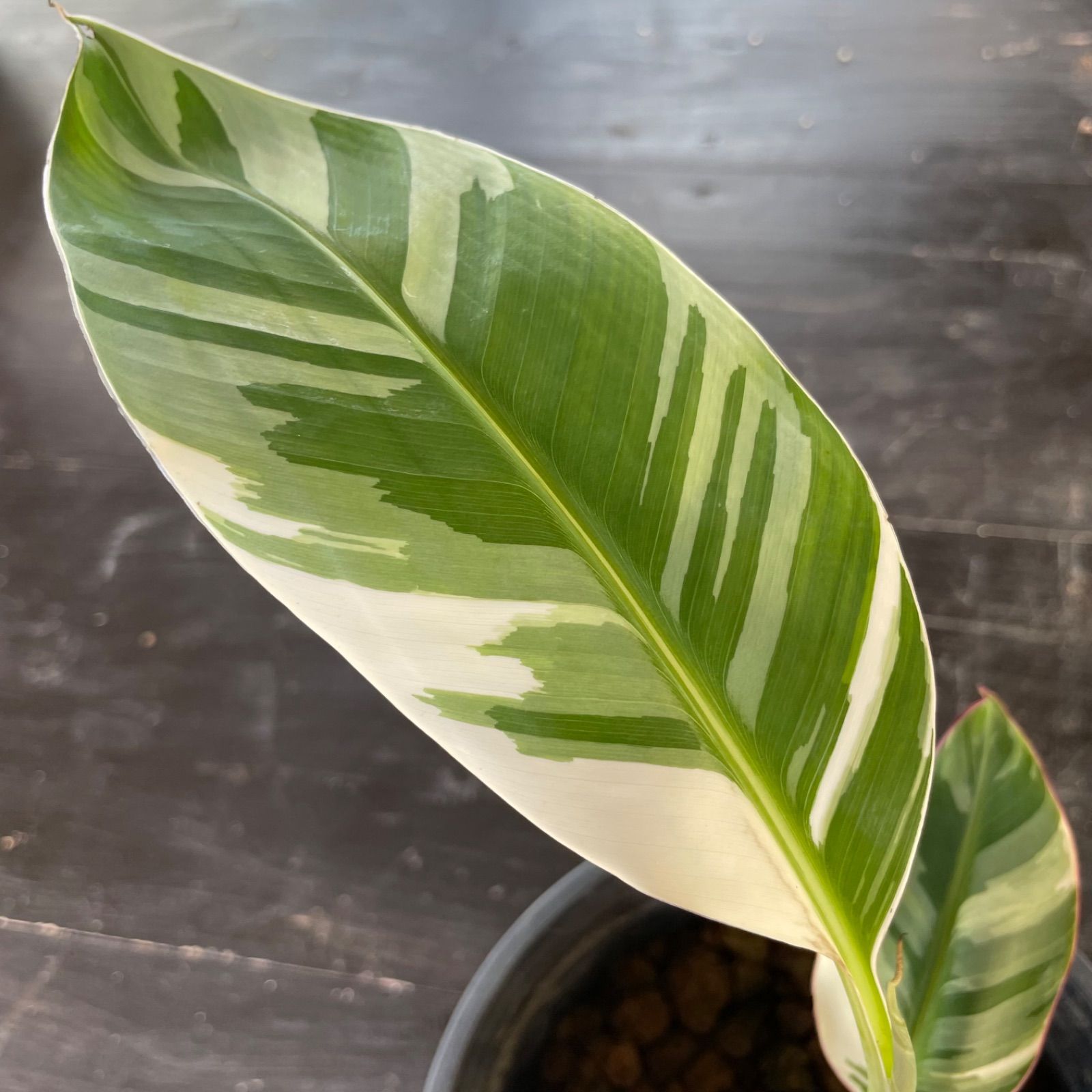 斑入りバナナ ムサアエアエ 子株 ムサ・アエアエ Musa AeAe 斑入り