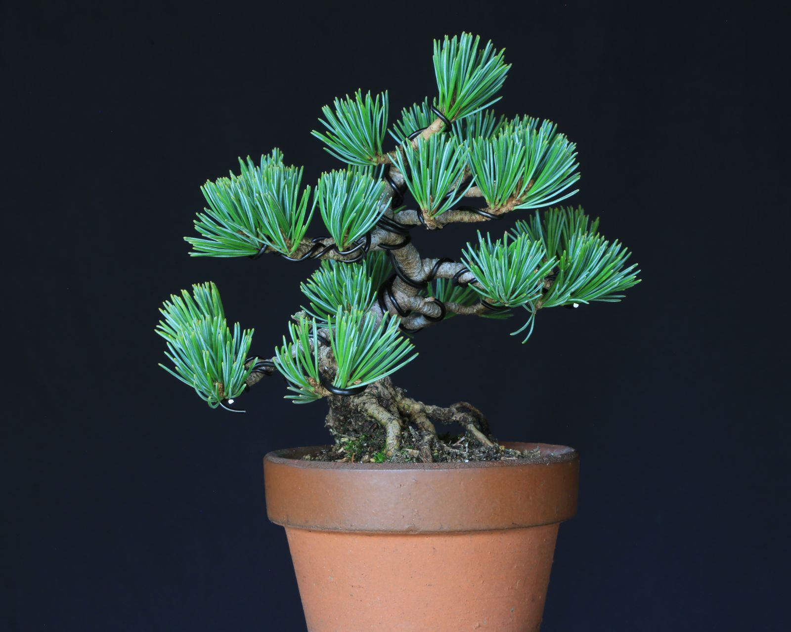 プレゼント 誕生日