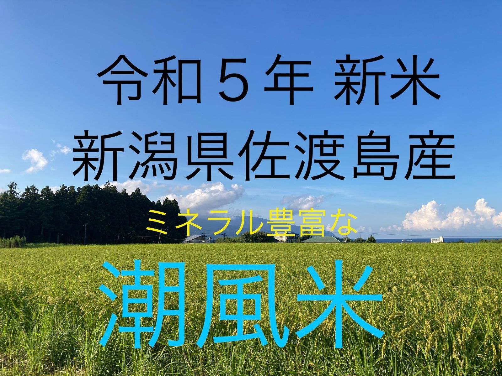 【コシヒカリ10キロ】佐渡島産 超低農薬 低温精米 ゆっくり乾燥 潮風米