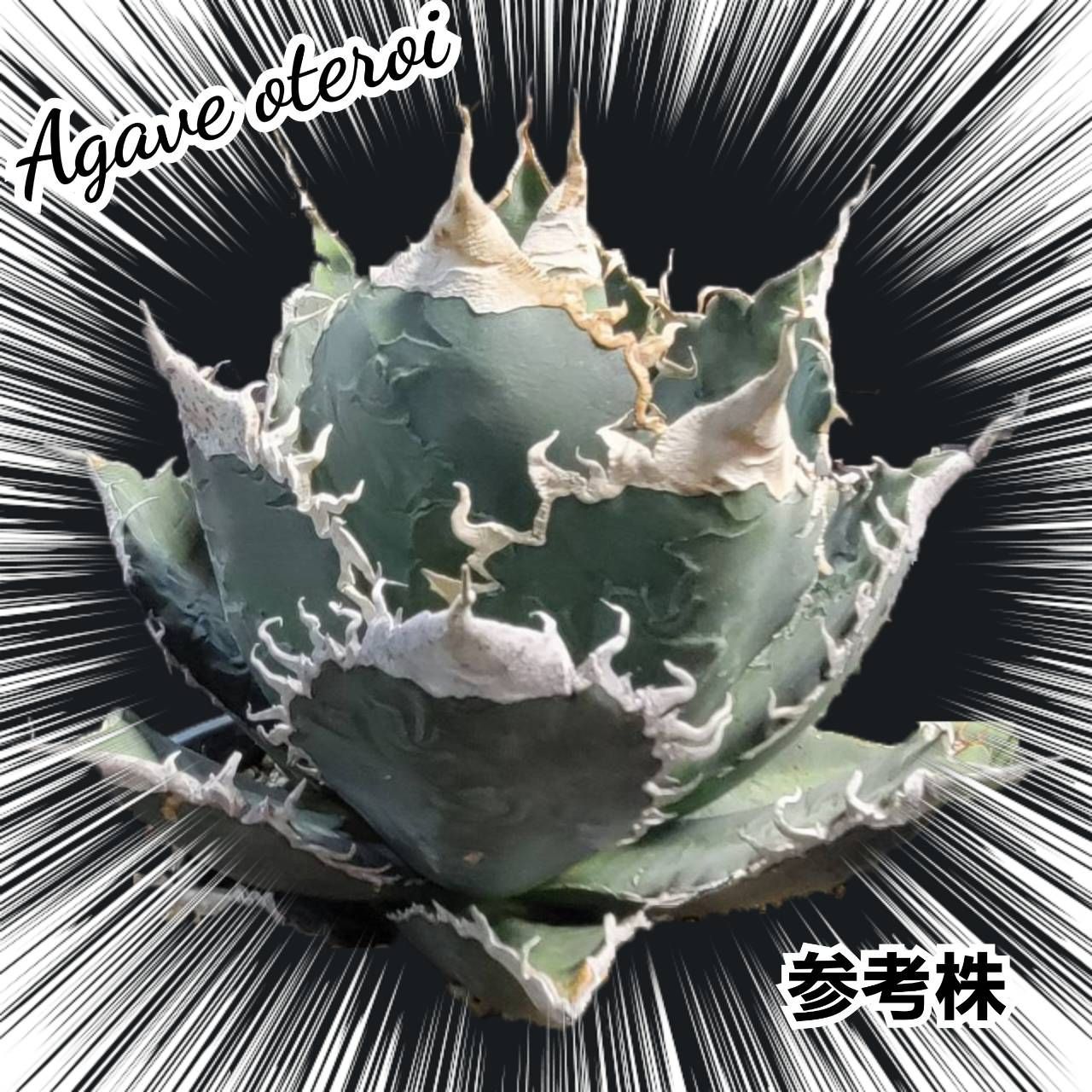 アガベ オテロイ Agave oteroi 種子 100粒