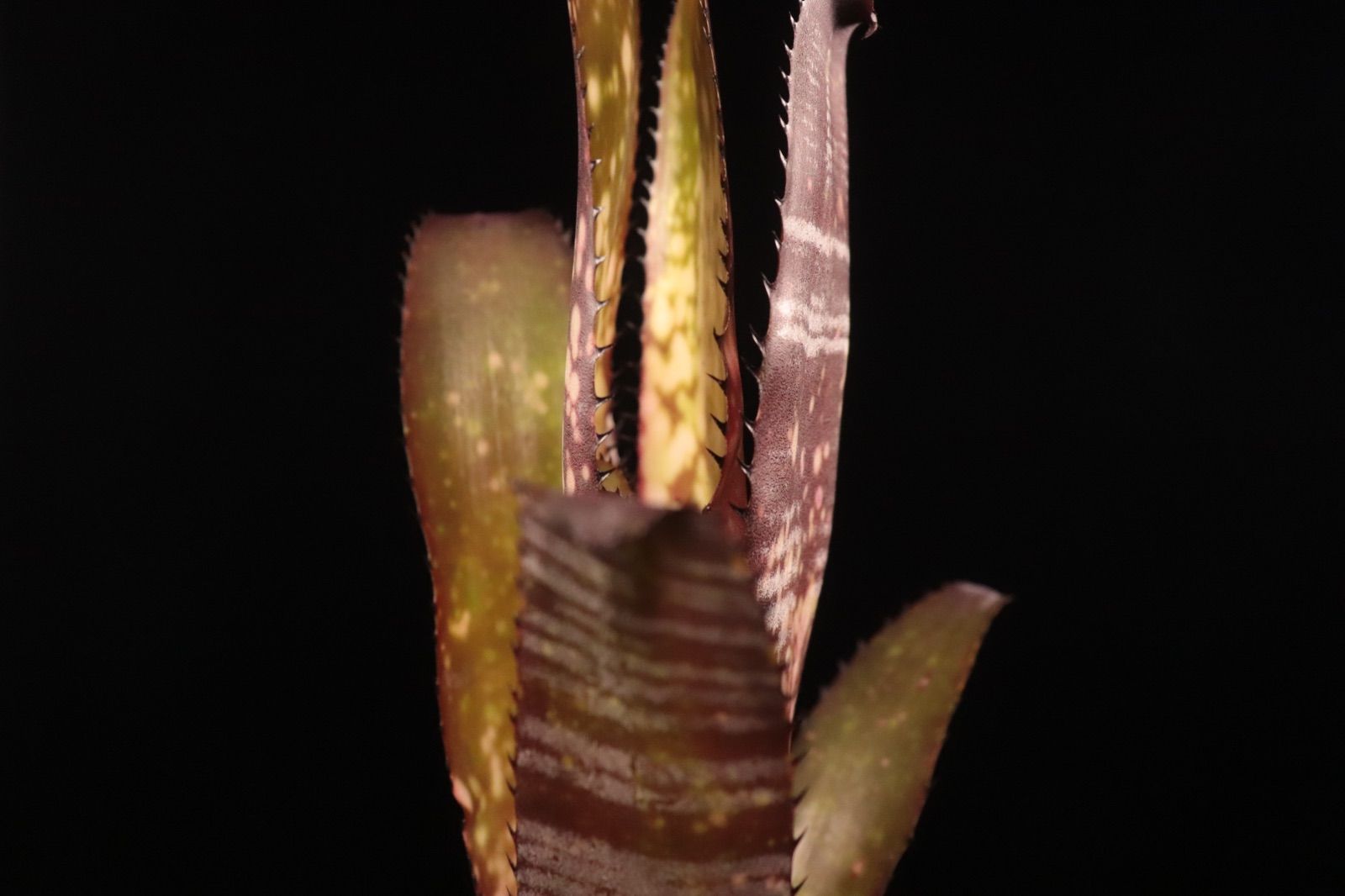 送料無料】Billbergia 'Berry Blast'〔ビルベルギア〕現品発送B301