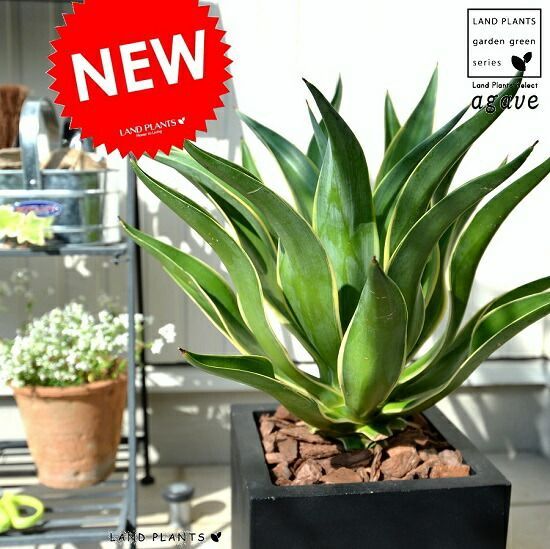 ブラヘアアルマータ 10号鉢つき ブラヘアアルマータ 10号鉢つき 幹太❗