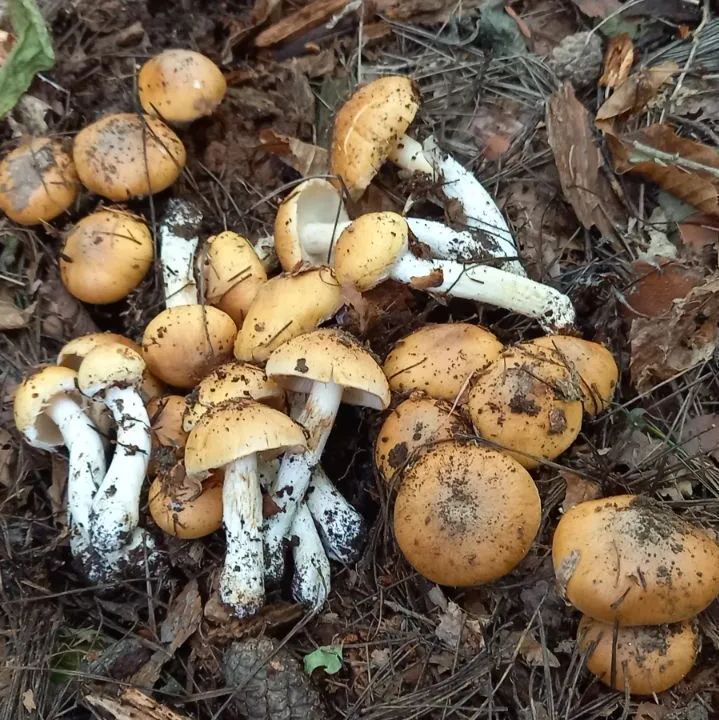 天然きのこ120　クリフウセンタケ1.2kg