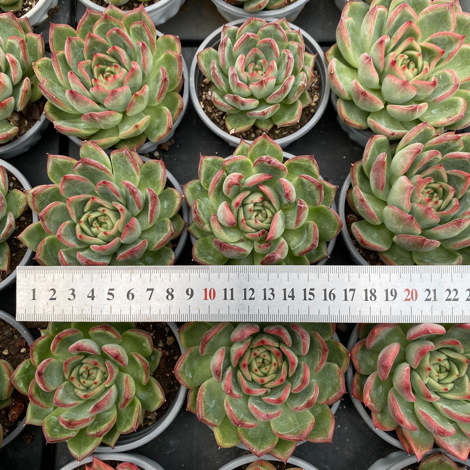 NGN1434×35 フローラ単頭 抜き苗 多肉植物 アエオニウム エケベリア 韓国苗 YUZUMIYA_COM