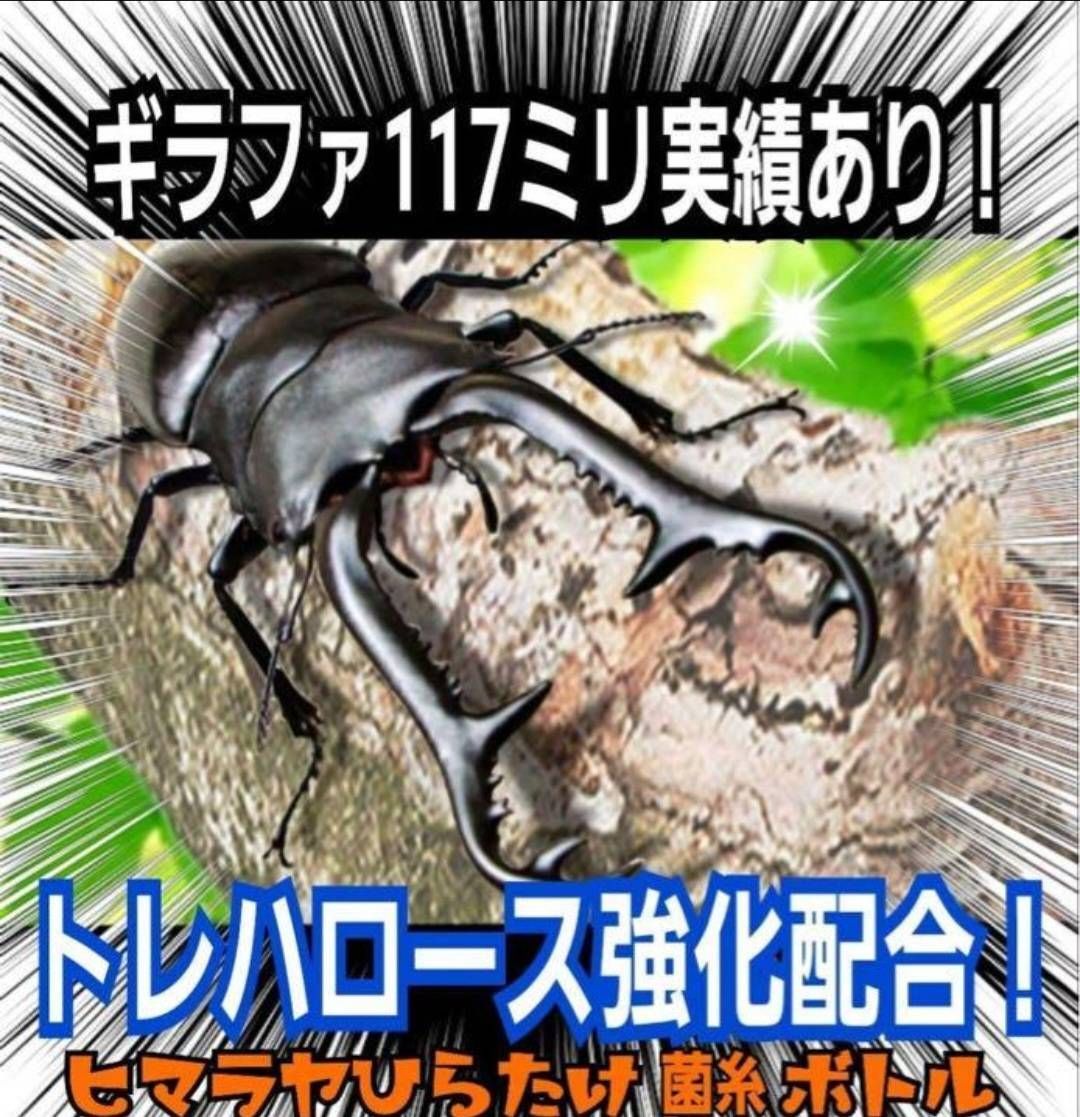 極上！ヒマラヤひらたけ菌糸ブロック【5個】トレハロース強化配合！オオクワに抜群！ 極上！ヒマラヤひらたけ菌糸ブロック【6個】トレハロース強化配合