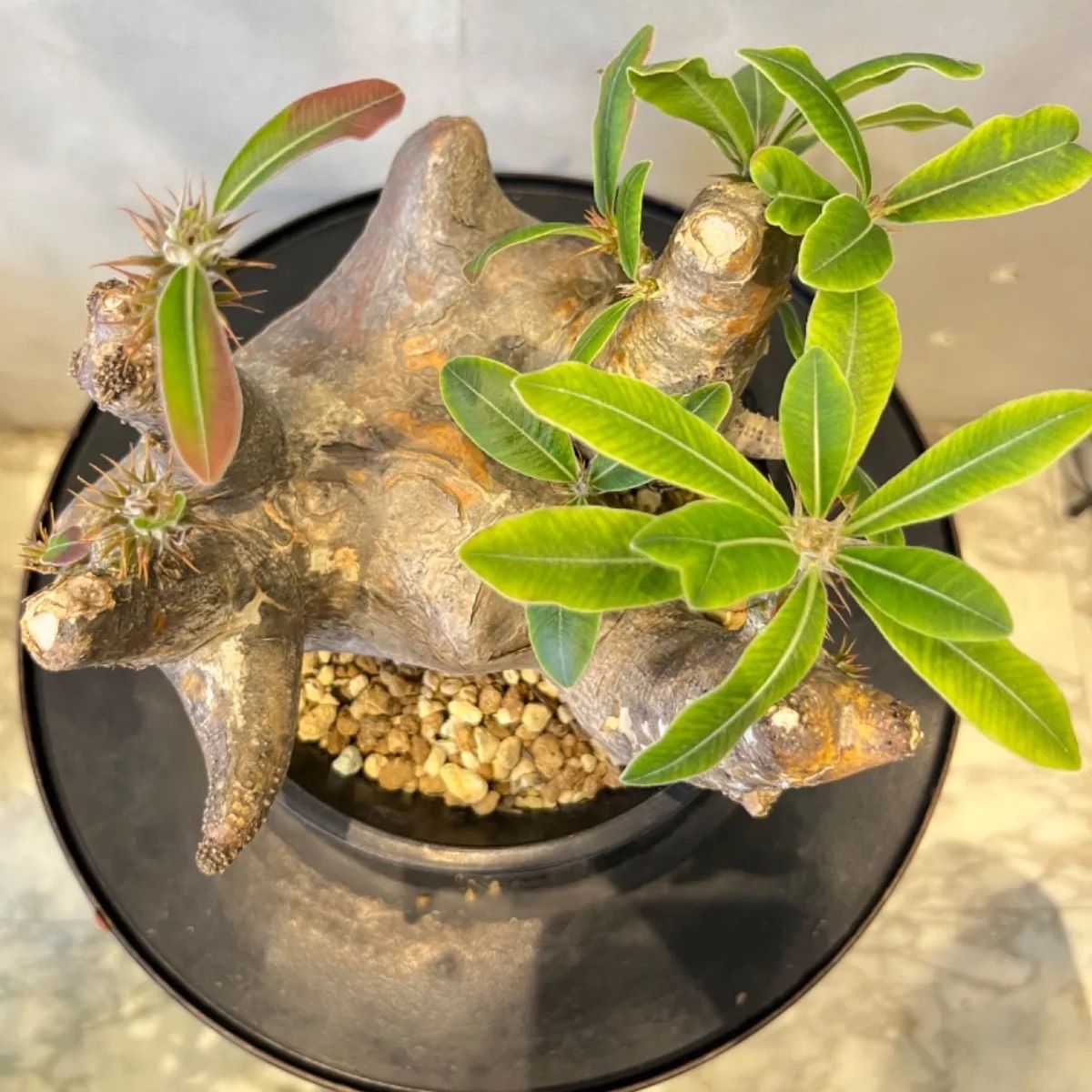 パキポディウム・現地球マカイエンセ(抜き苗) パキポディウム・現地球マカイエンセ(抜き苗) パキポディウム