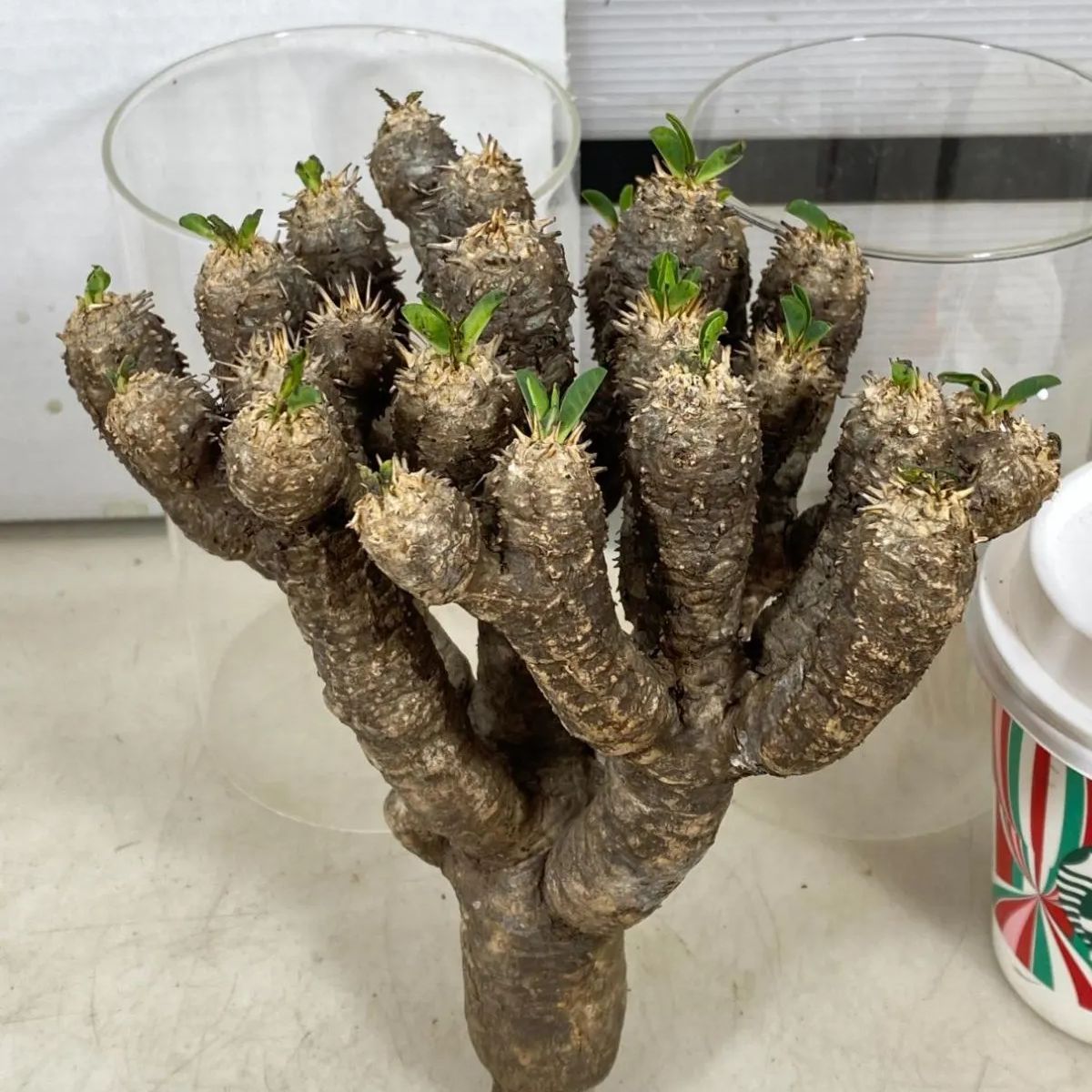 8053 「多肉植物」ユーフォルビア ギラウミニアナ 抜き苗【12/19最新到着・Euphorbia guillauminiana・マダガスカル・塊根 植物】 - メルカリ