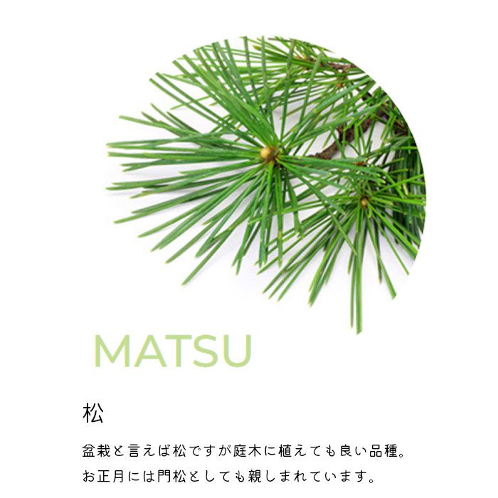 赤松 松 造花 インテリア 盆栽 縁起物 造花盆栽 松 大サイズの販売