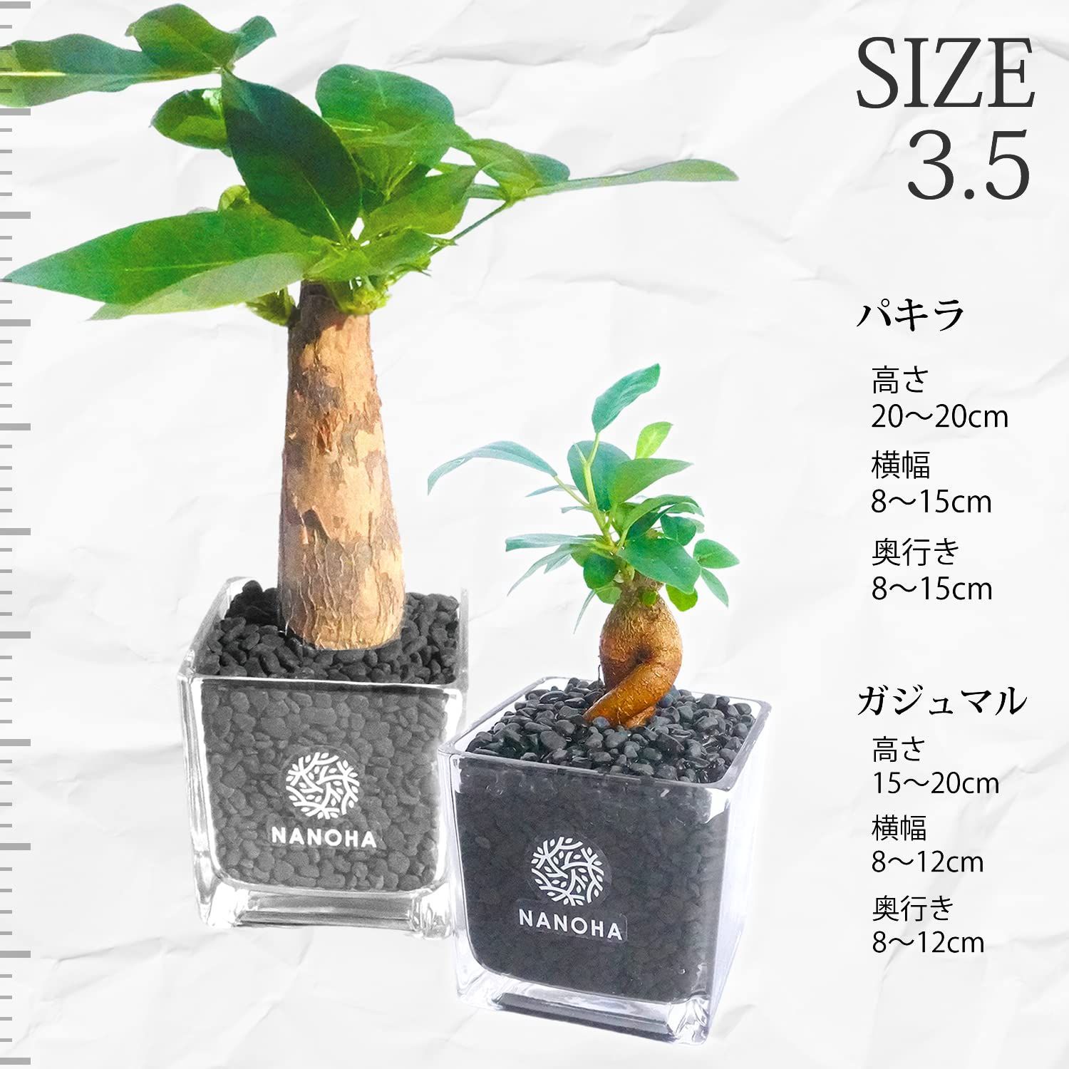 がじゅまる 本物
