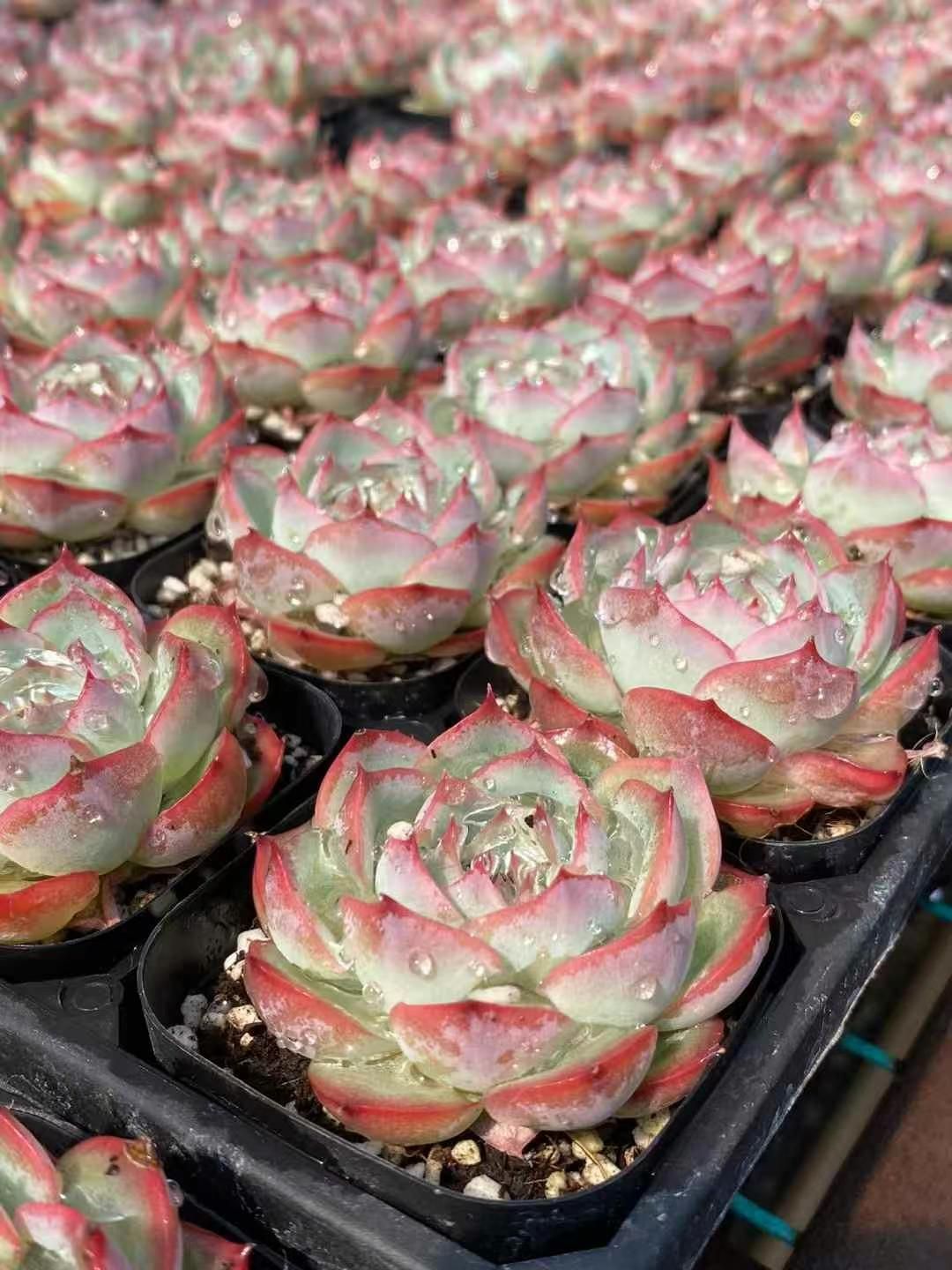 メルカリ便発送♡　月光妖精錦　抜き苗　多肉植物 メルカリ便発送♡ 月光妖精錦 抜き苗 多肉植物