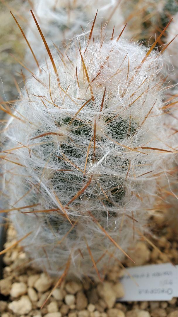 6種類2株ずつ 12苗セット