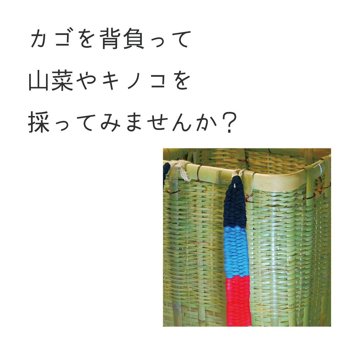 きのこ採り