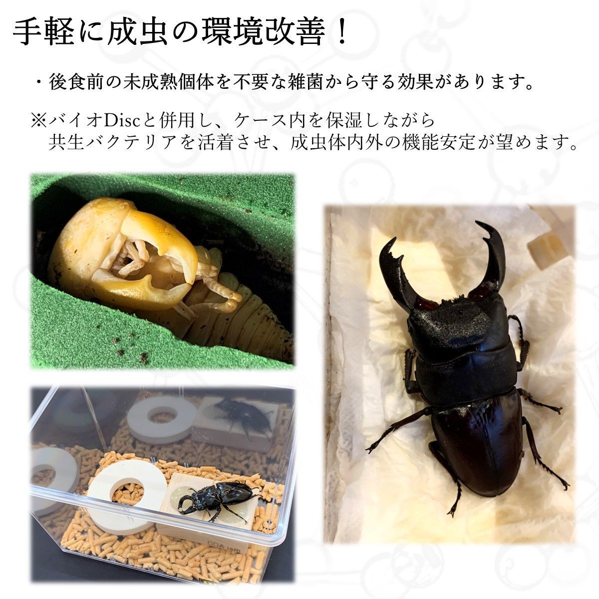 バクテリア