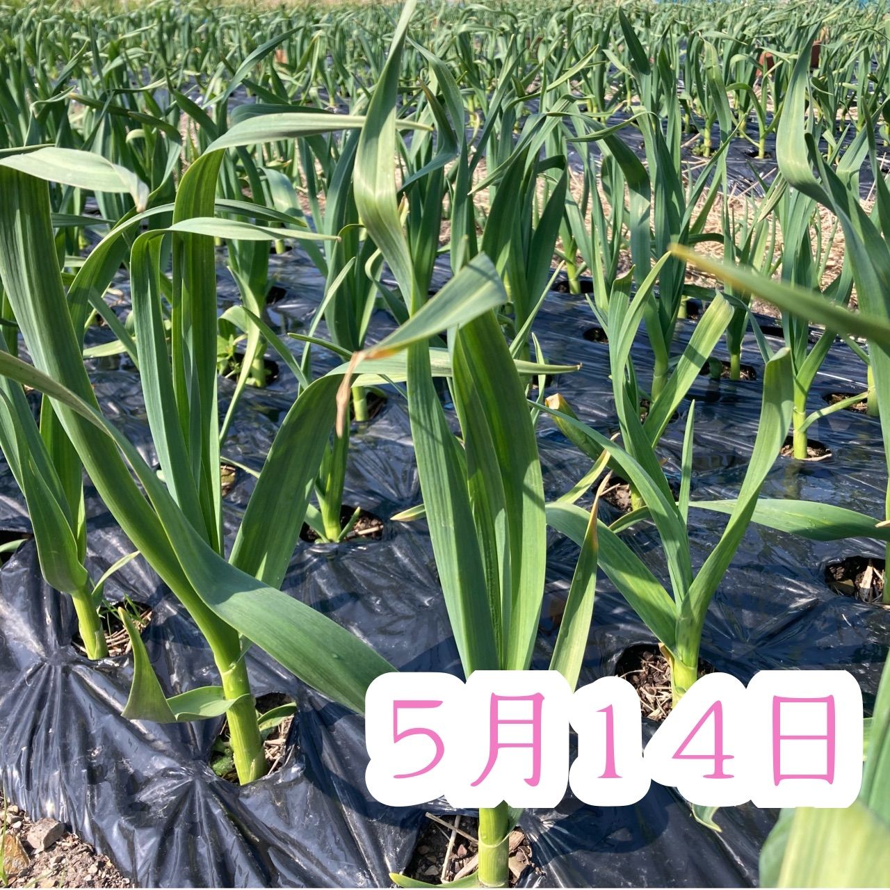 北海道在来種 生ニンニク1kg 大玉サイズ ピンクにんにく 除草剤・農薬