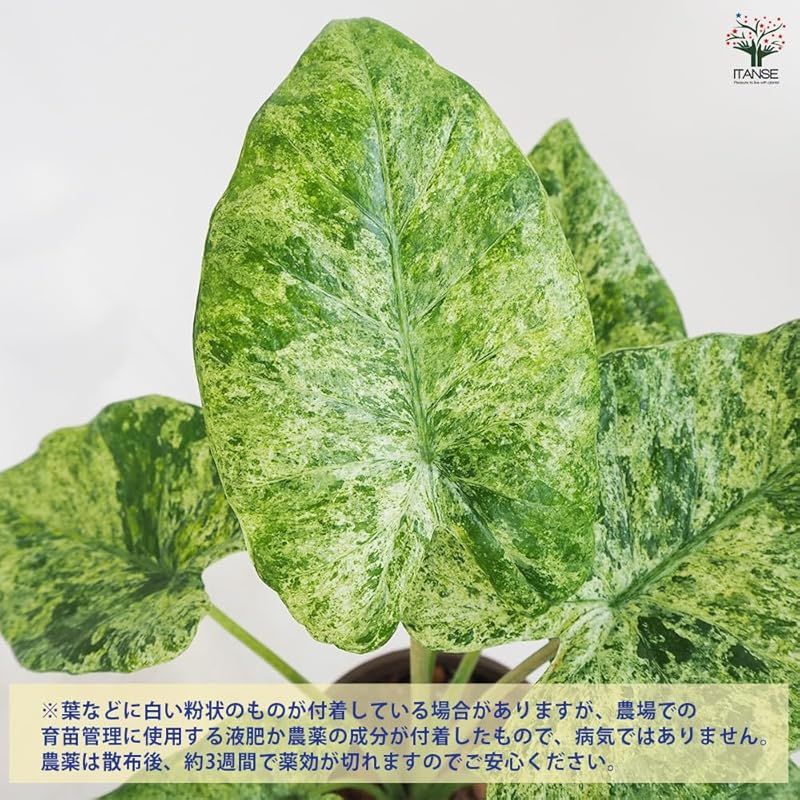 Macrorrhiza Camouflage