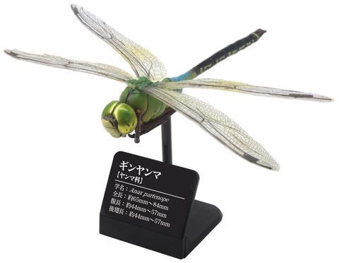 オニヤンマ　原色図鑑　日本のトンボ　タカラトミーアーツ 楽天市場】オニヤンマ 【原色図鑑シリーズ 日本のトンボ タカラ