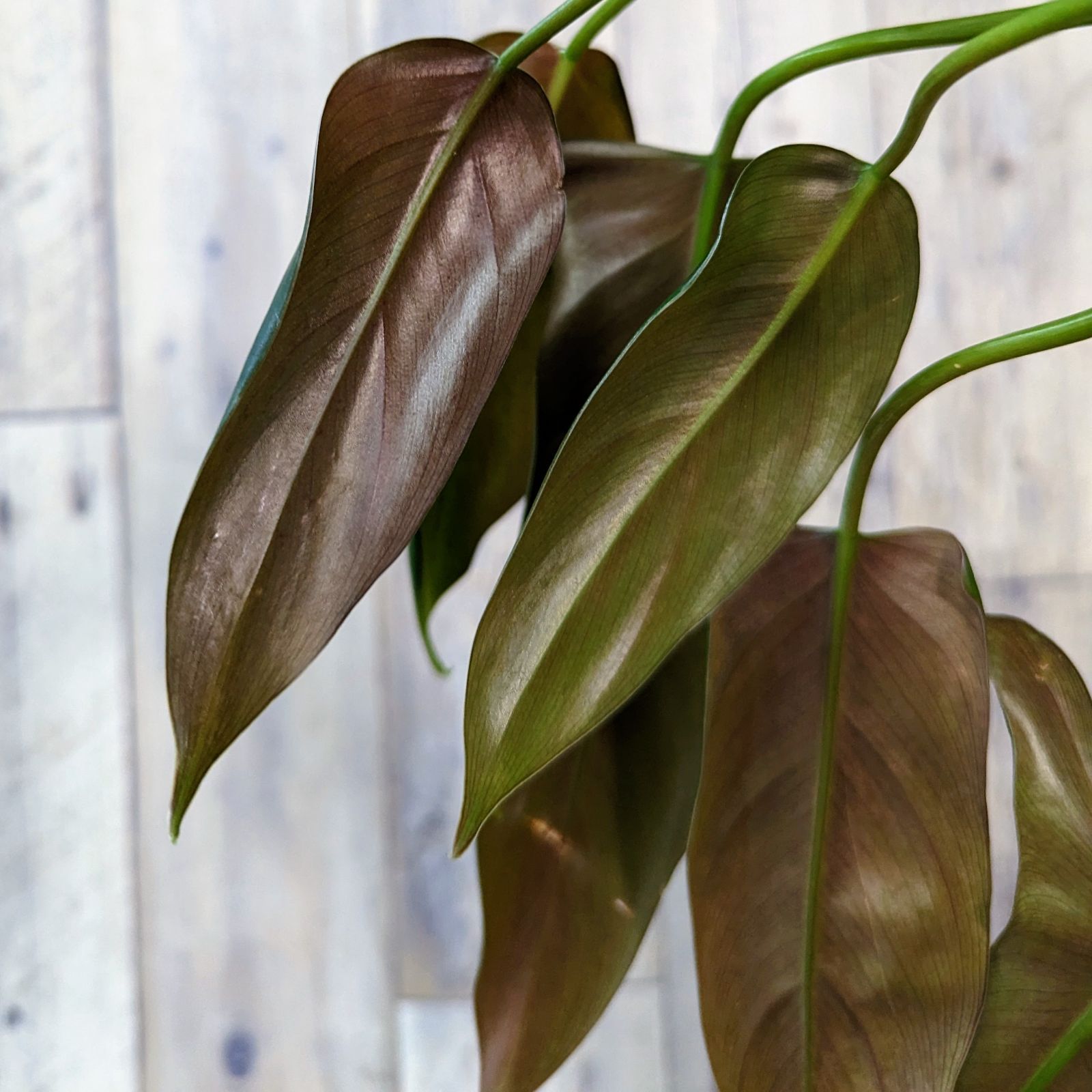 レア】フィロデンドロン サヤカ philodendron SAYAKA - メルカリ