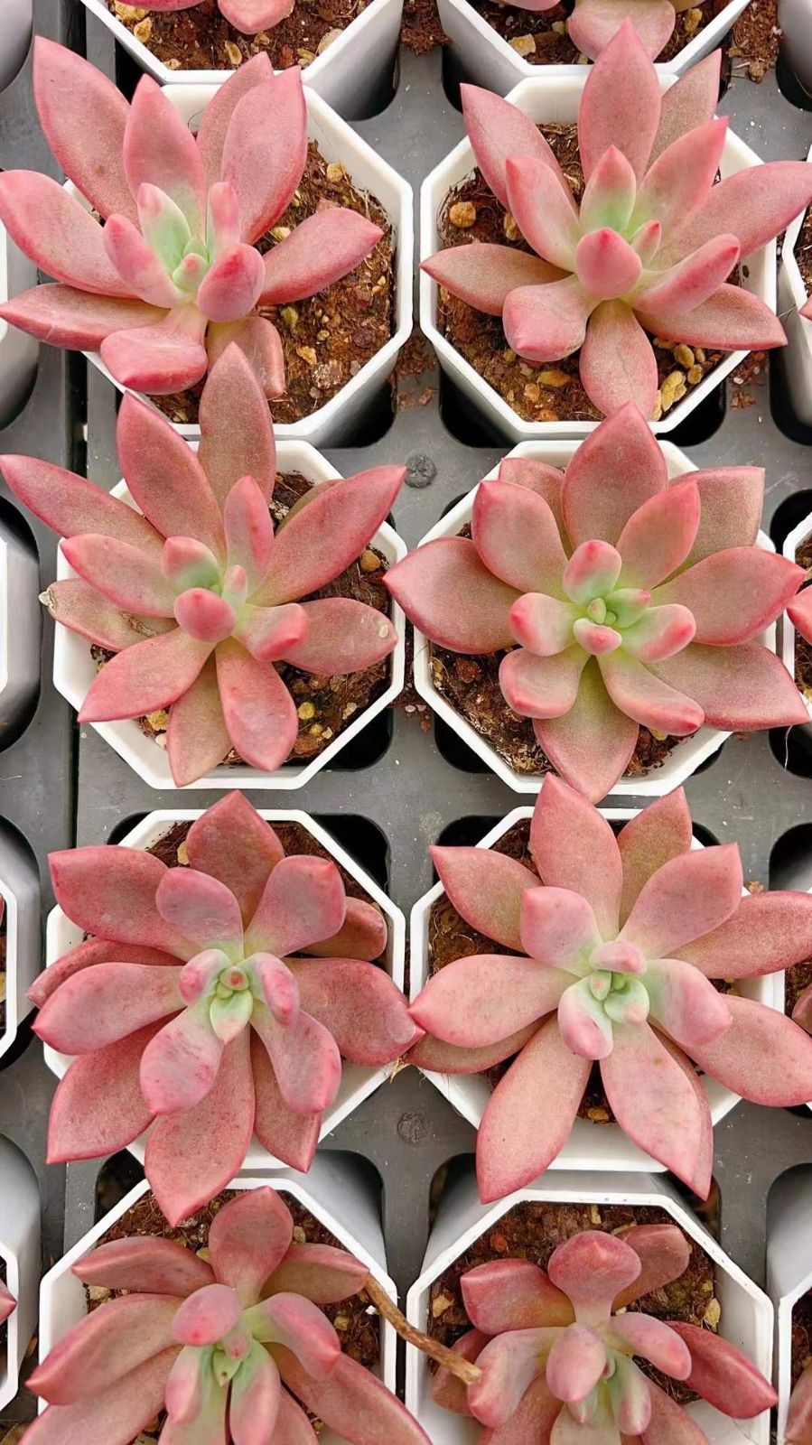 No.508 ❁モダンジェオン❁ 抜き苗 多肉植物 寄せ植え No.508 ❁モダン