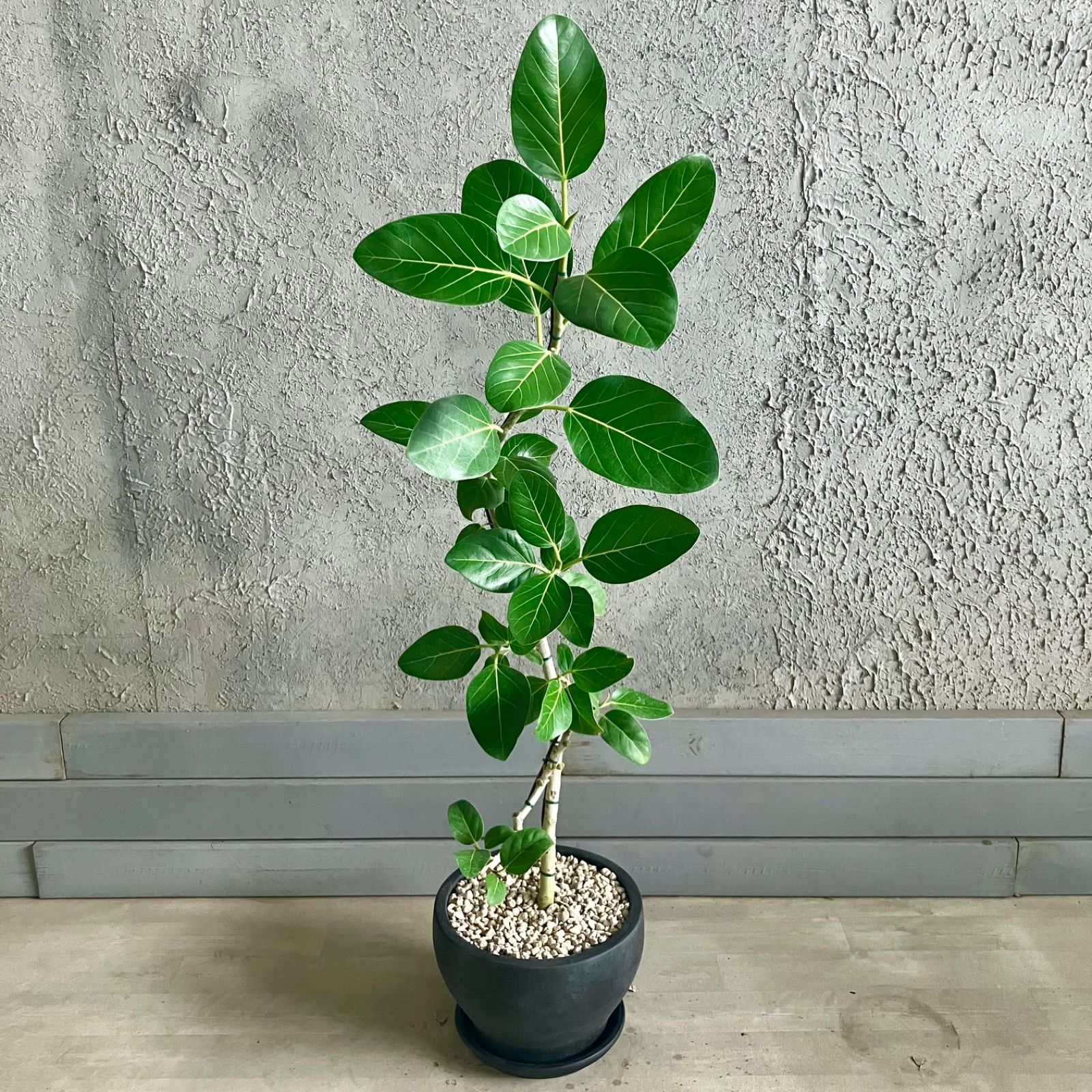 美形 曲がり仕立て フィカス ベンガレンシス 8号 テラコッタ鉢植え アンティーク風 受け皿付き YUZUMIYA_COM