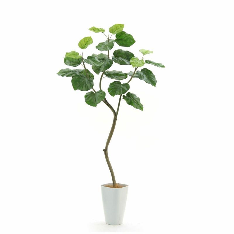 公式｜造花ドットコム メルカリ店 No92661 光触媒フェイクグリーン フィカス ウンベラータ 3枝 高さ150cm 幅70cm 奥行70cm スマートポットC8 ヤシの繊維付 WWW_GEBZETESISAT_COM_TR