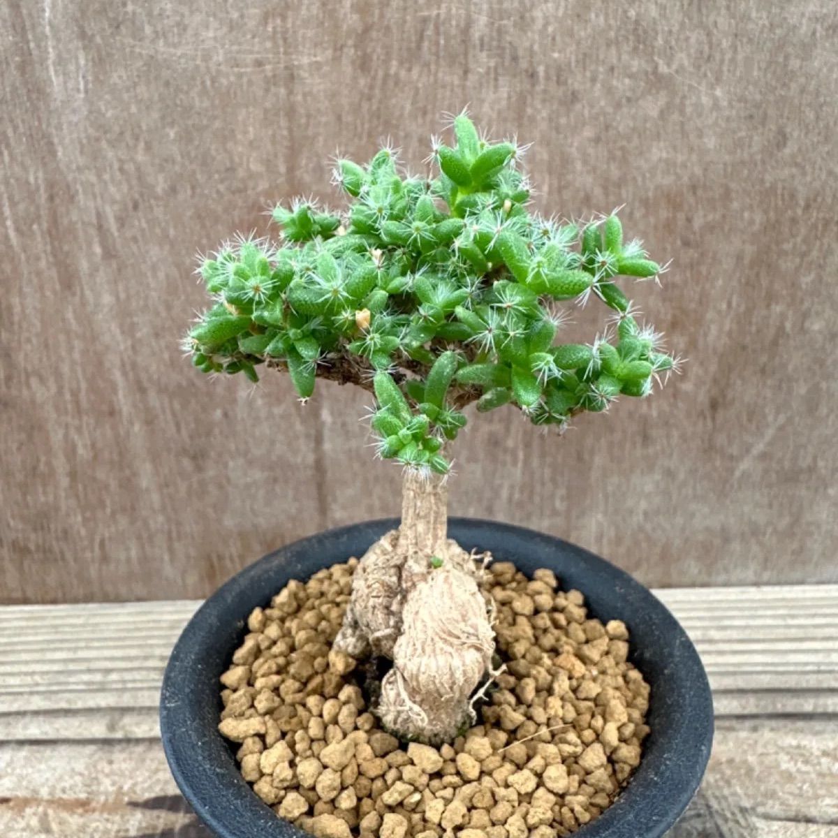 トリコディアデマ ブルボスム① Trichodiadema bulbosum 姫紅