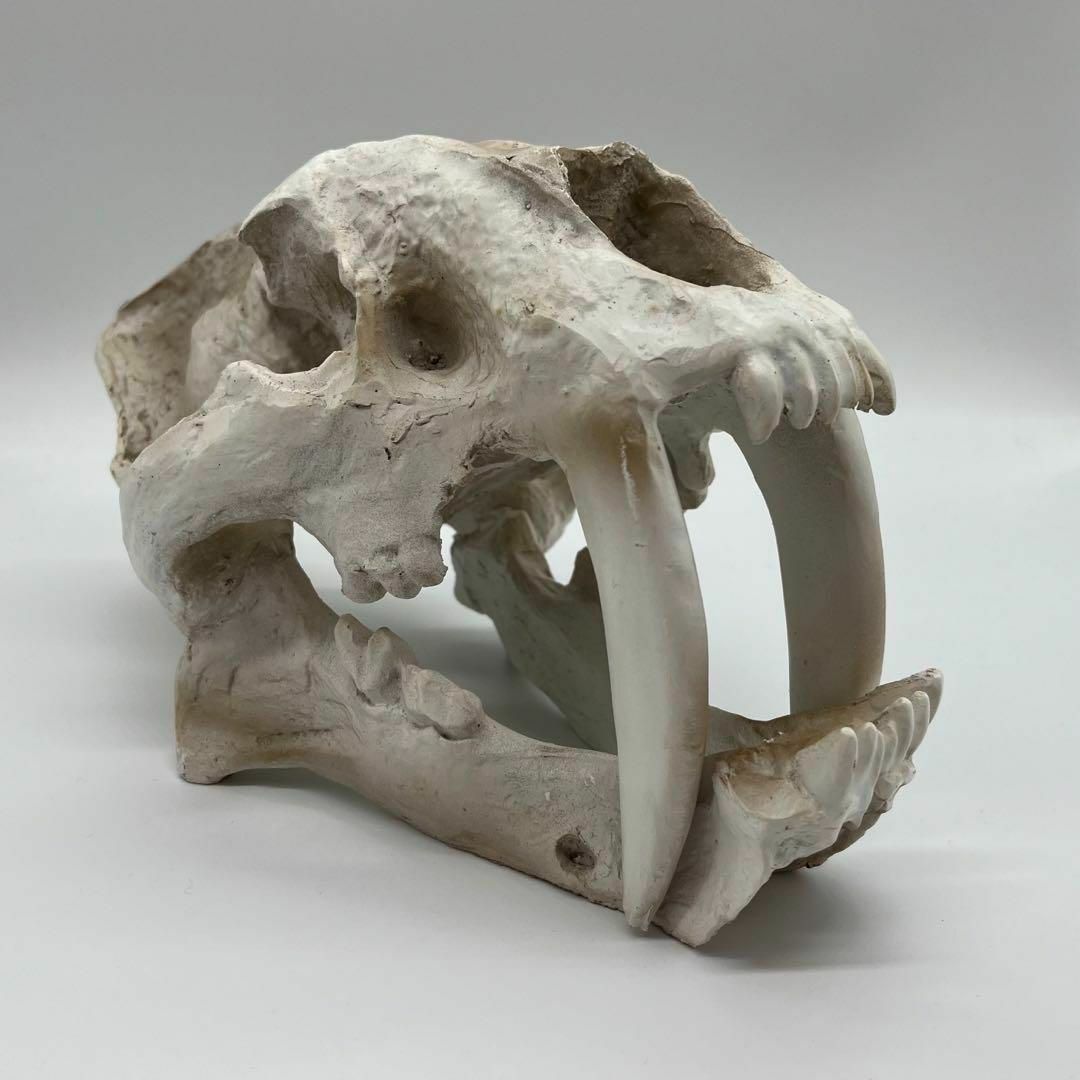 迫力 サーベルタイガー 頭骸骨 大きいサイズ レプリカ インテリア 恐竜の化石 オブジェ 虎牙 ミュージアム ギャラリー 虎猫骨格化石 装飾置物モデル  am