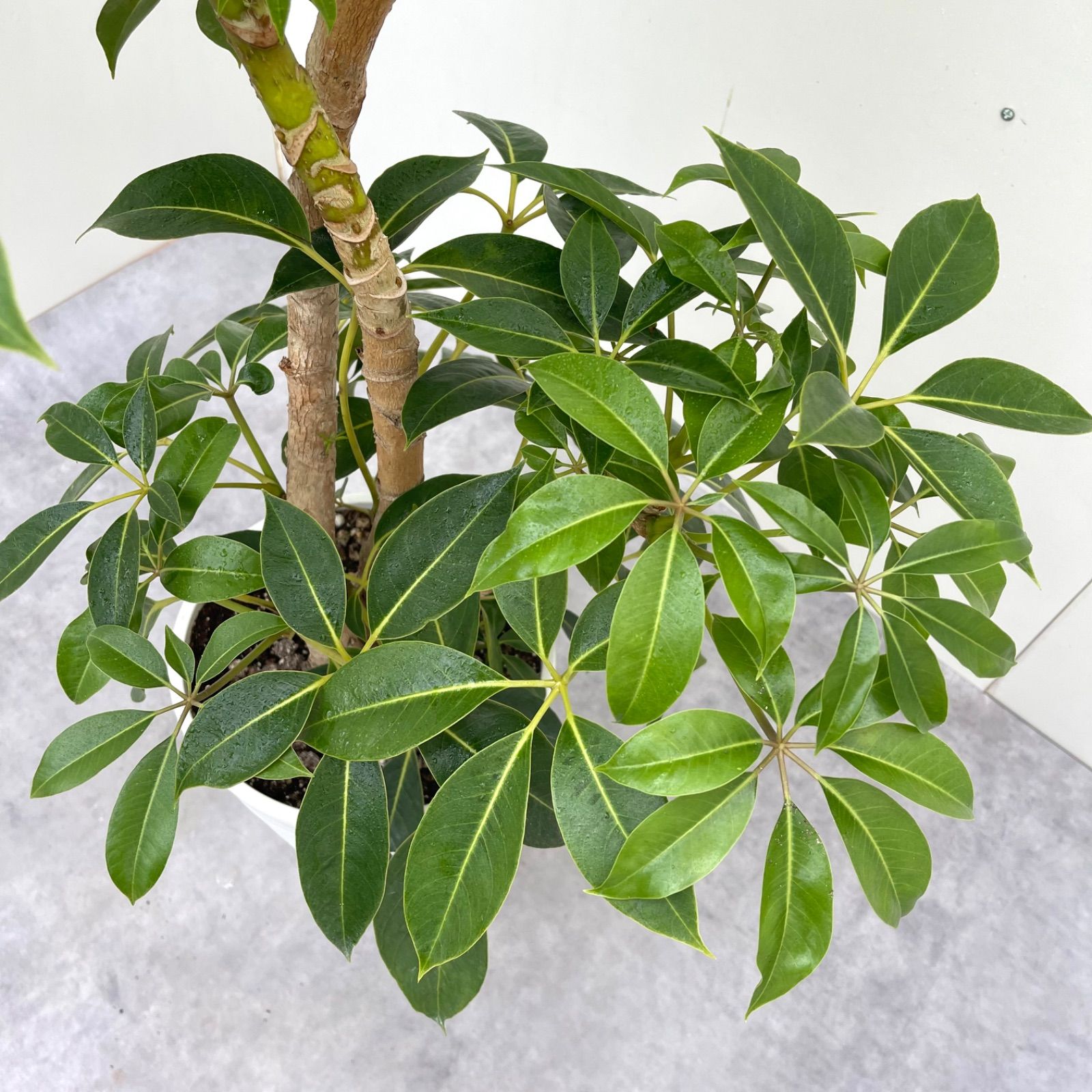 観葉植物