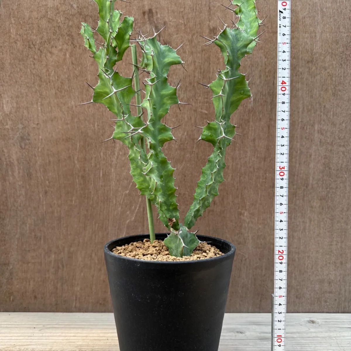 【現品】ユーフォルビア　オオマトイキリン　大纒麒麟 　8号　６D番 ユーフォルビア オオマトイキリン Euphorbia triangularis