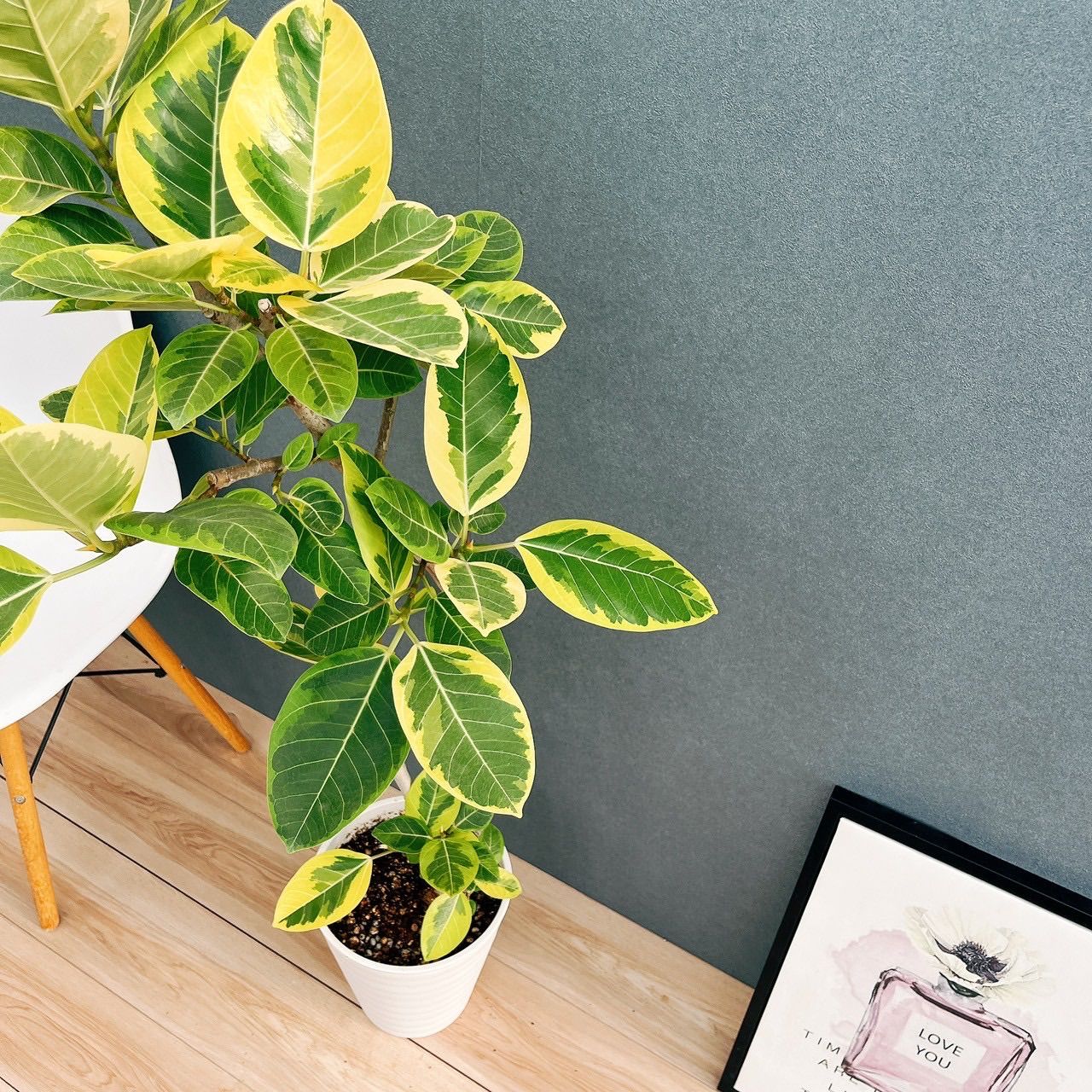 現品］98番 フィカス アルテシマ 曲がり 8号 観葉植物 室内 大型 ゴム