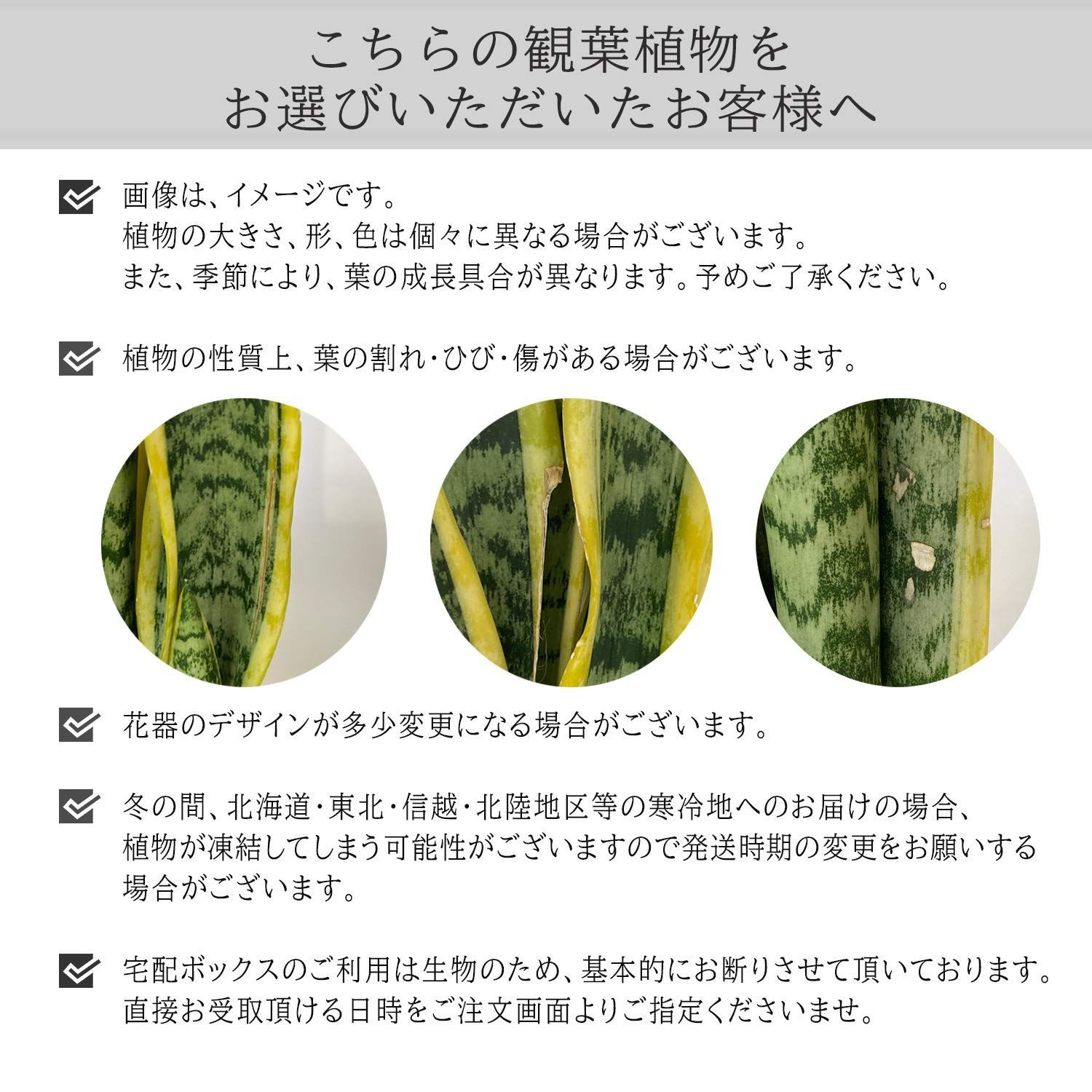 観葉