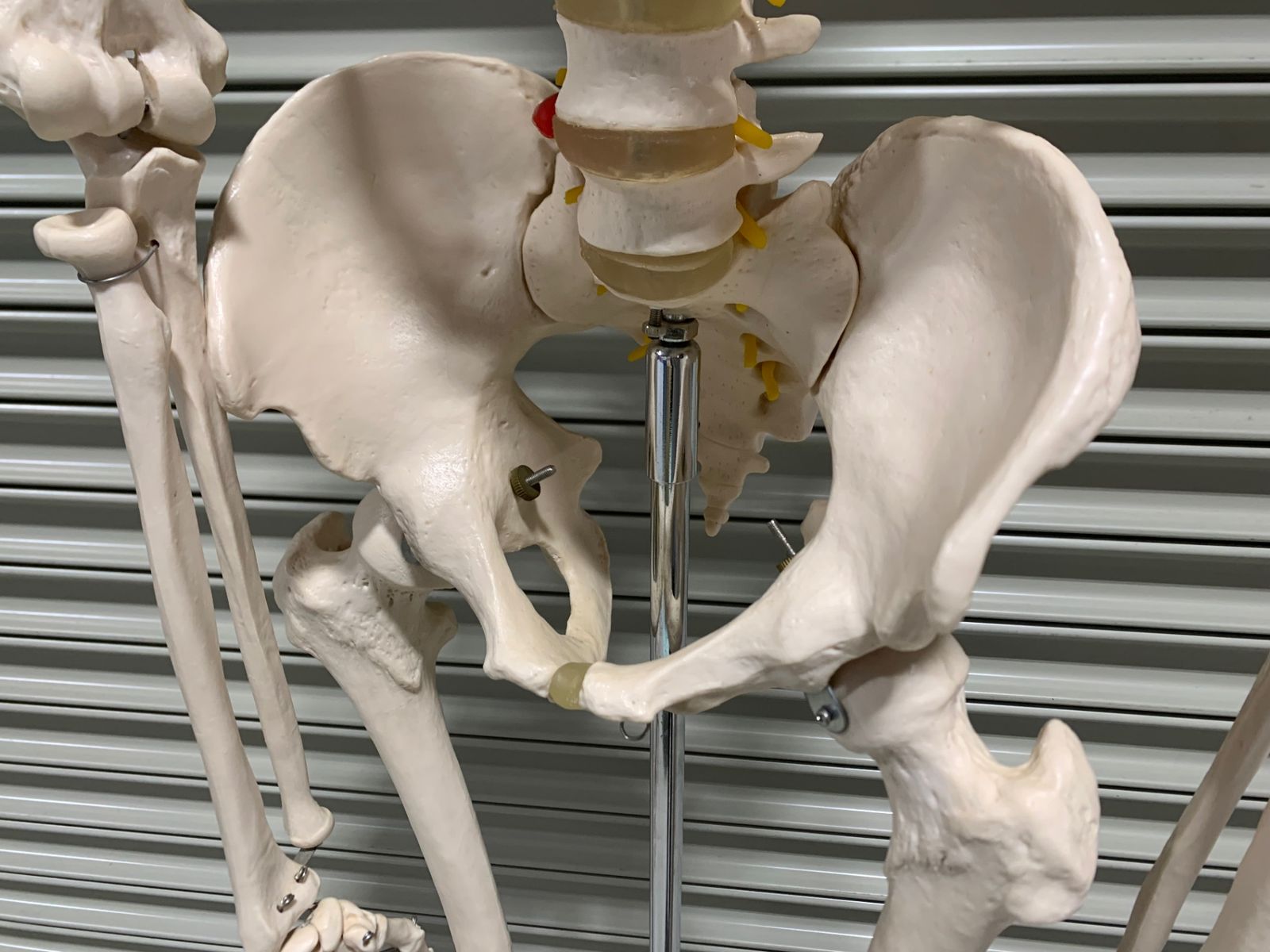 可動式 全身骨格 人体模型 約170cm スタンド付き - メルカリ