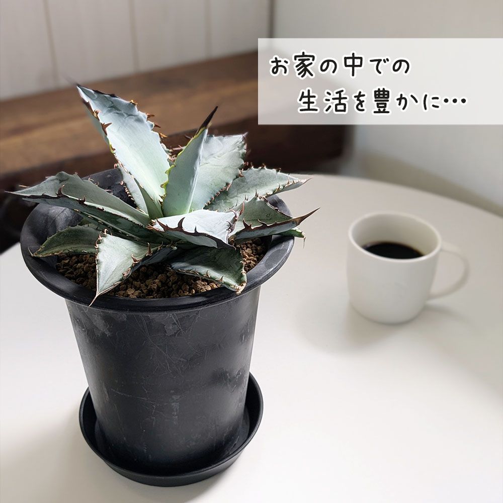 観葉植物 アガベ チタノタ 5号【現品】黒プラスチック鉢 多肉植物 受皿