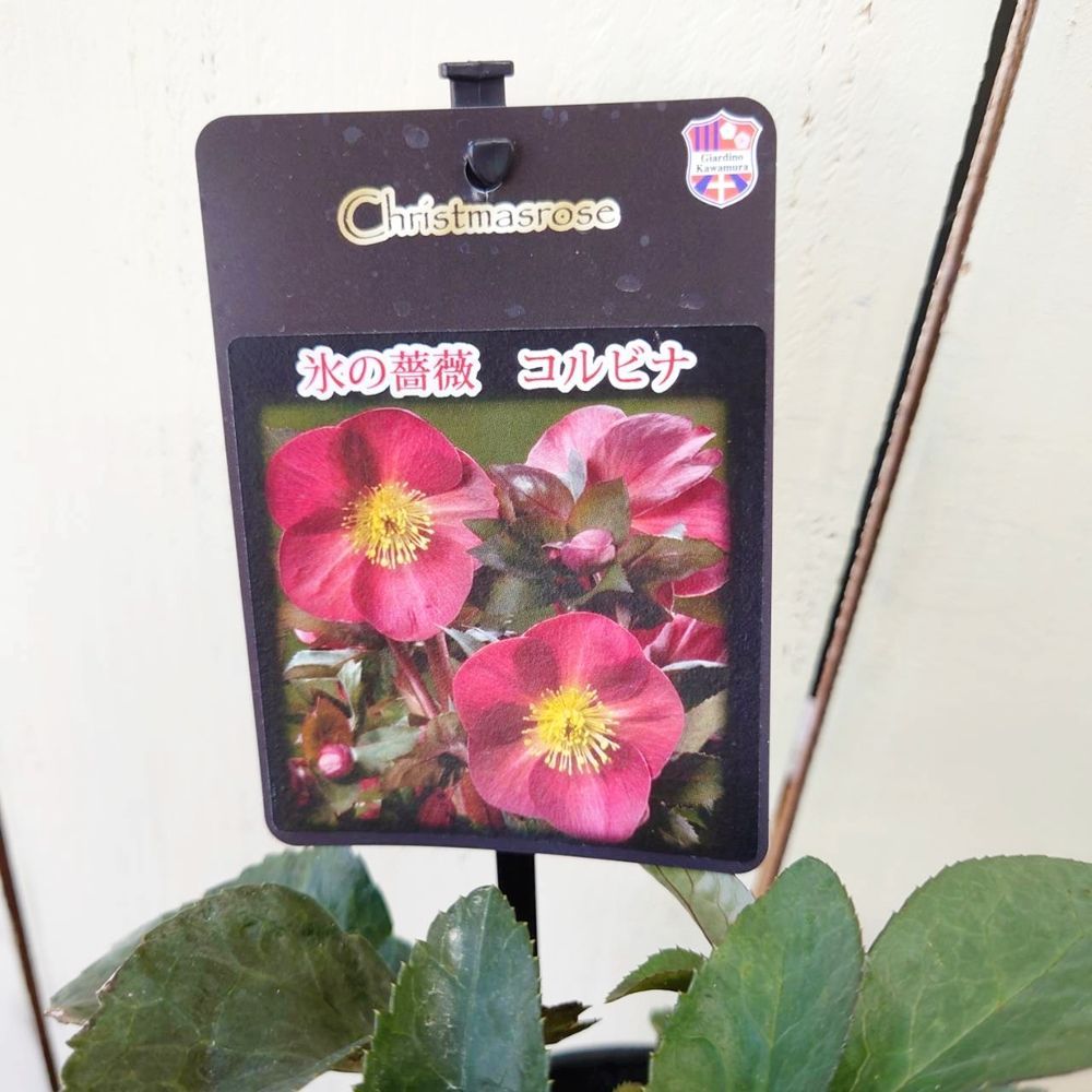 クリスマスローズ氷の薔薇コルビナ5号鉢現品