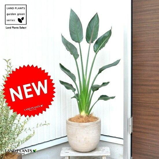 ＊訳あり＊多肉植物　ハートチョイス②　◇カット苗◇ 訳あり＊多肉植物 ハートチョイス② ◇カット苗◇ ＊訳あり＊