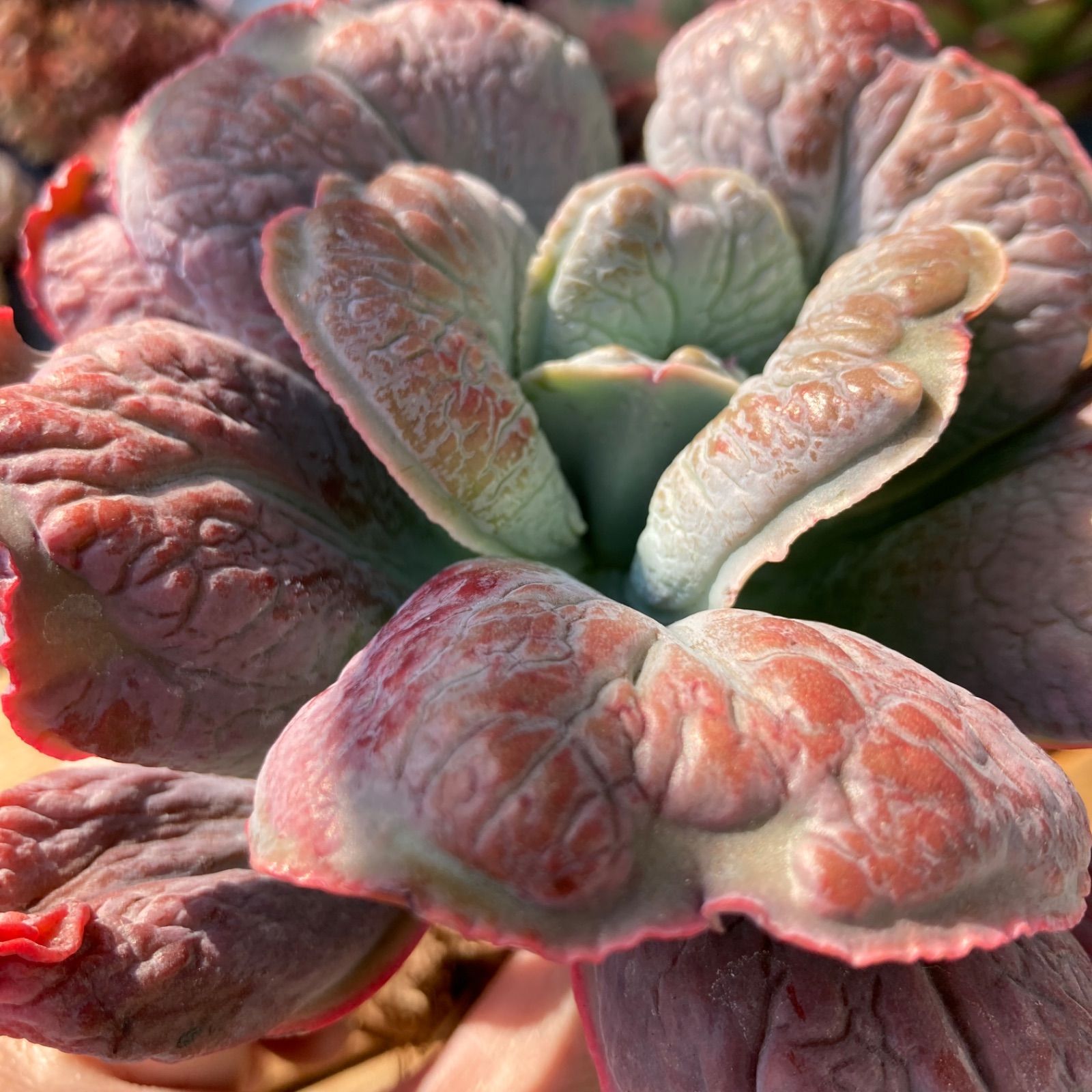 新入荷】エケべリア バロンボールド 多肉植物韓国苗【ポコ多肉