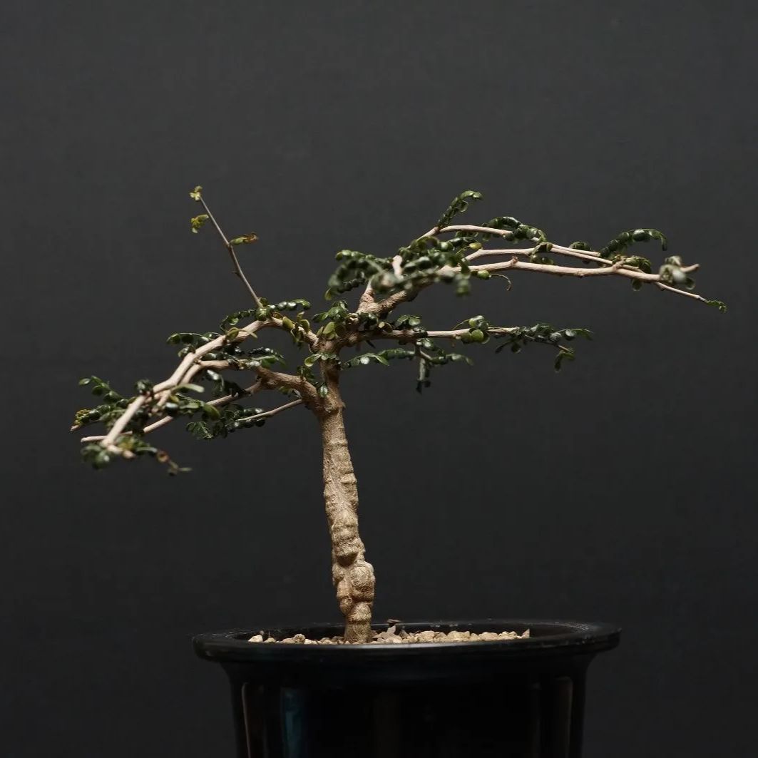 パキプス 管理2388