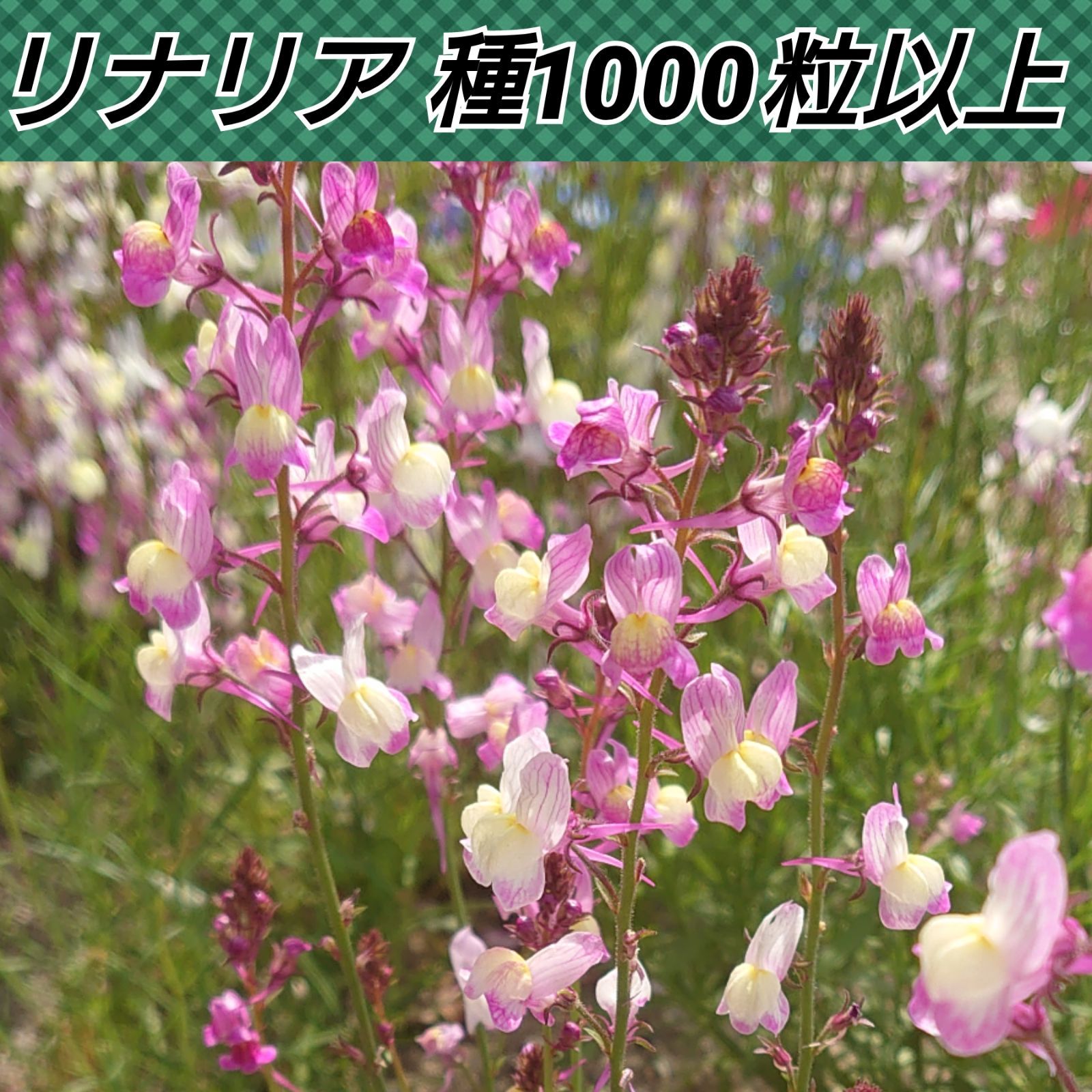 メルカリshops リナリア 花種1000粒以上