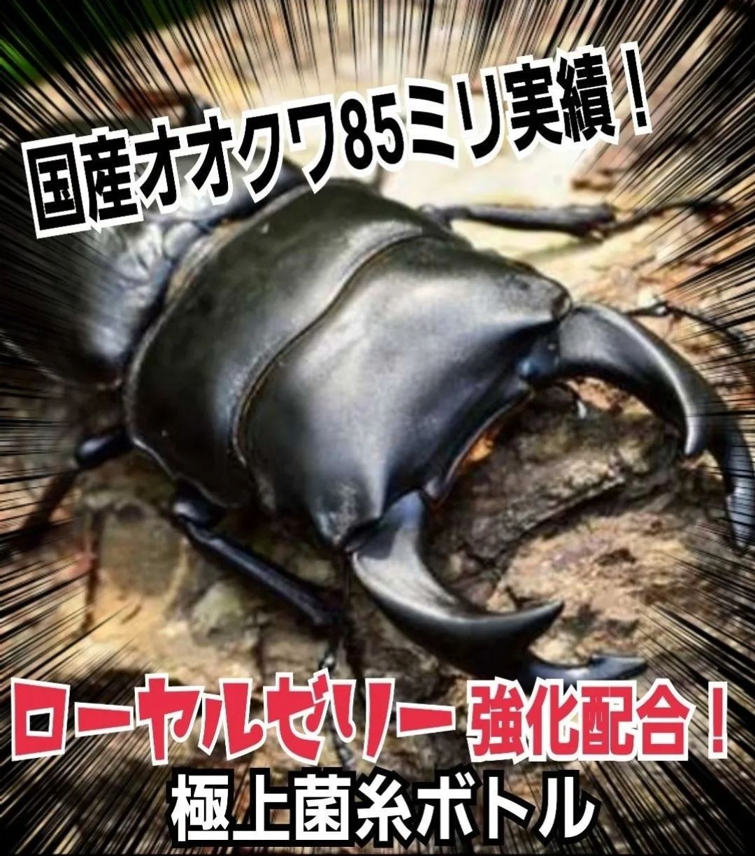 昆虫用品 タランドゥス・オウゴンオニクワガタ・レギウスが巨大化