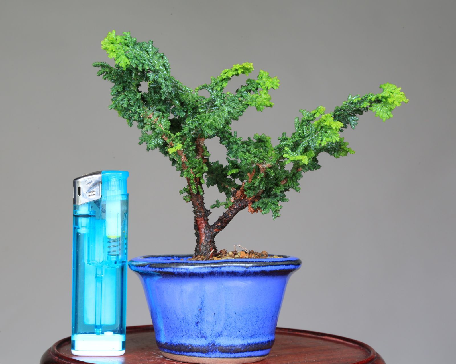 石化檜 セッカヒノキ 小品盆栽 【泰寿園 Online】現品 一点物 檜 桧