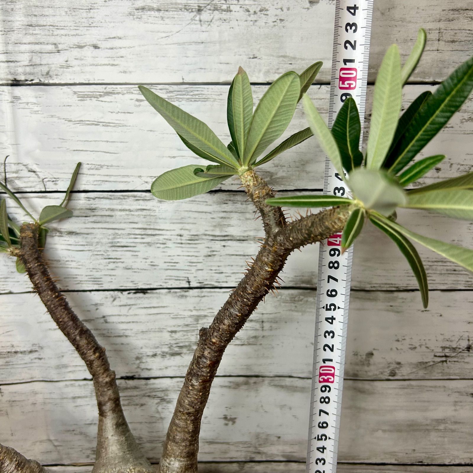 メルカリ便　グラキリス　ベアルート　状態良好 2025年最新】ベアルート グラキリスの人気アイテム - メルカリ