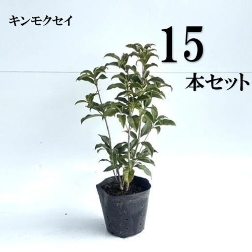 15本セット キンモクセイ樹高0.4m前後15cmポット