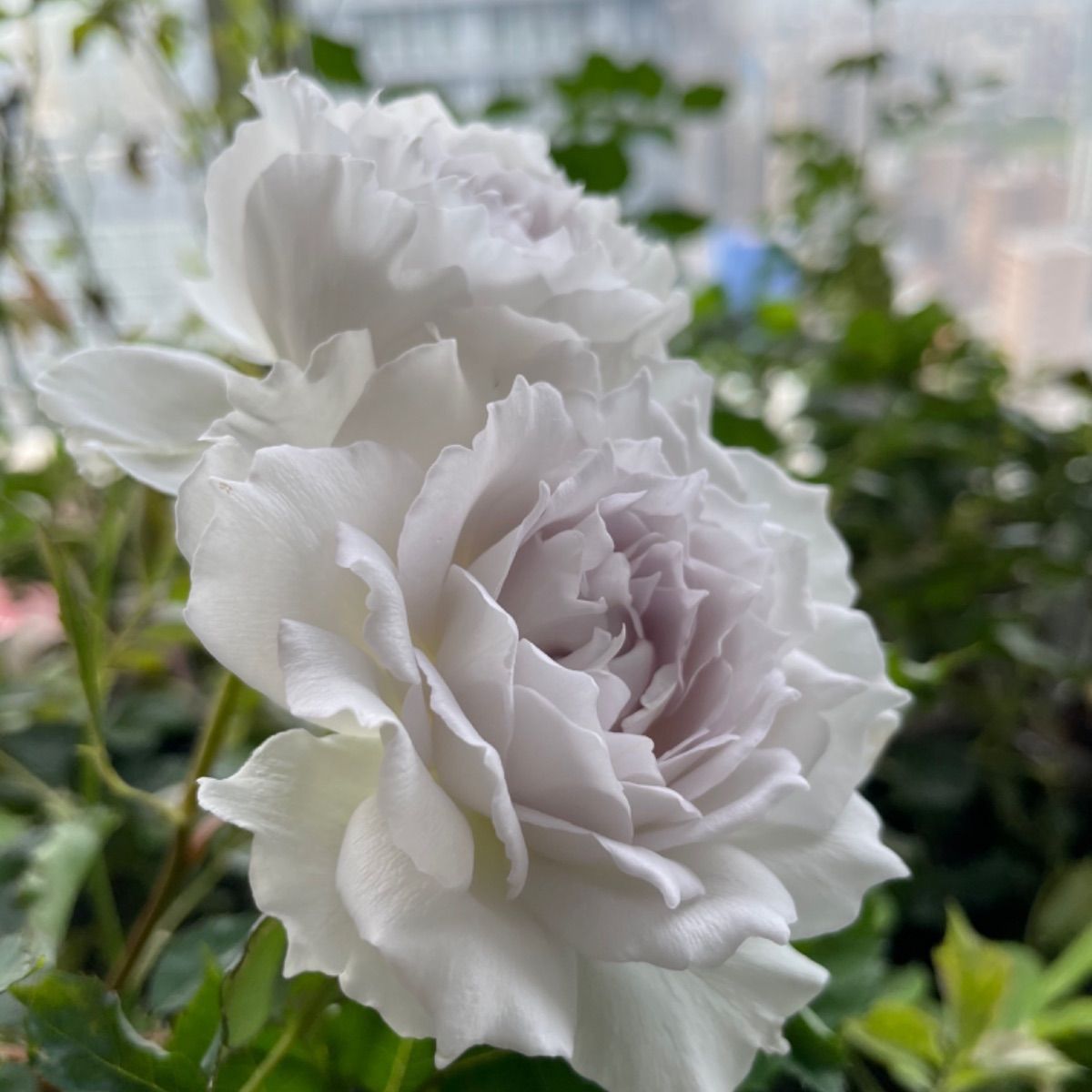 蕾二つ付き♡超強香！大好きな薔薇 絶世の氷美人 バラ苗 数量