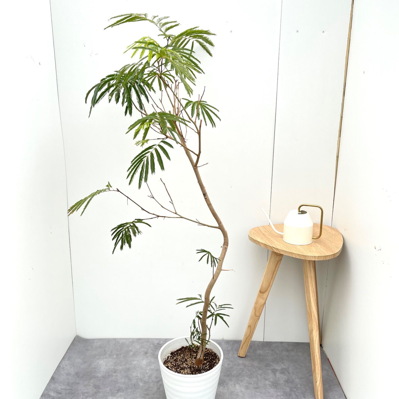 エバーフレッシュ 曲がり 9【現品】観葉植物 大型 室内 【公式通販】