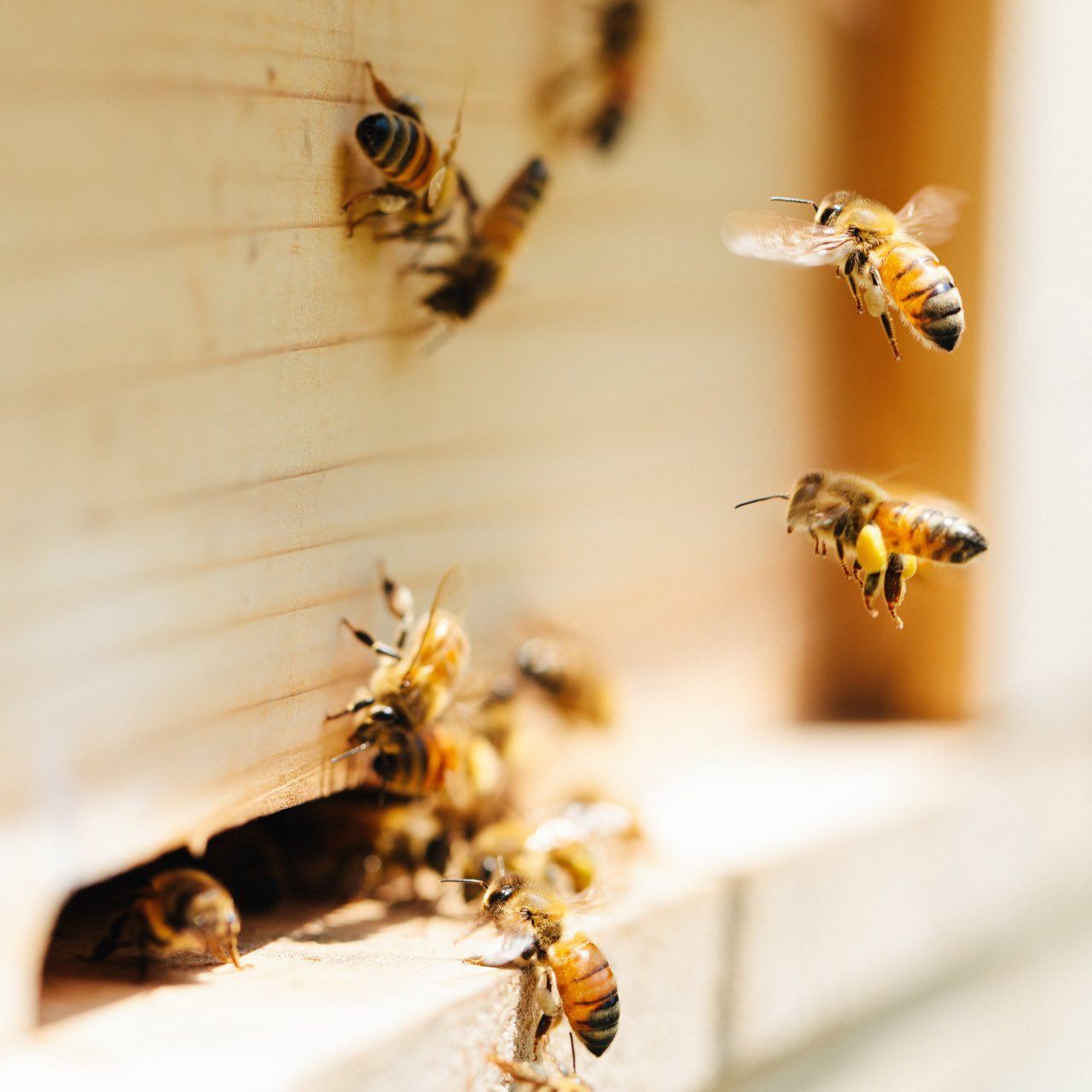 HONEY.K 京都市内産 京百花はちみつ120g 百花蜜 - メルカリ