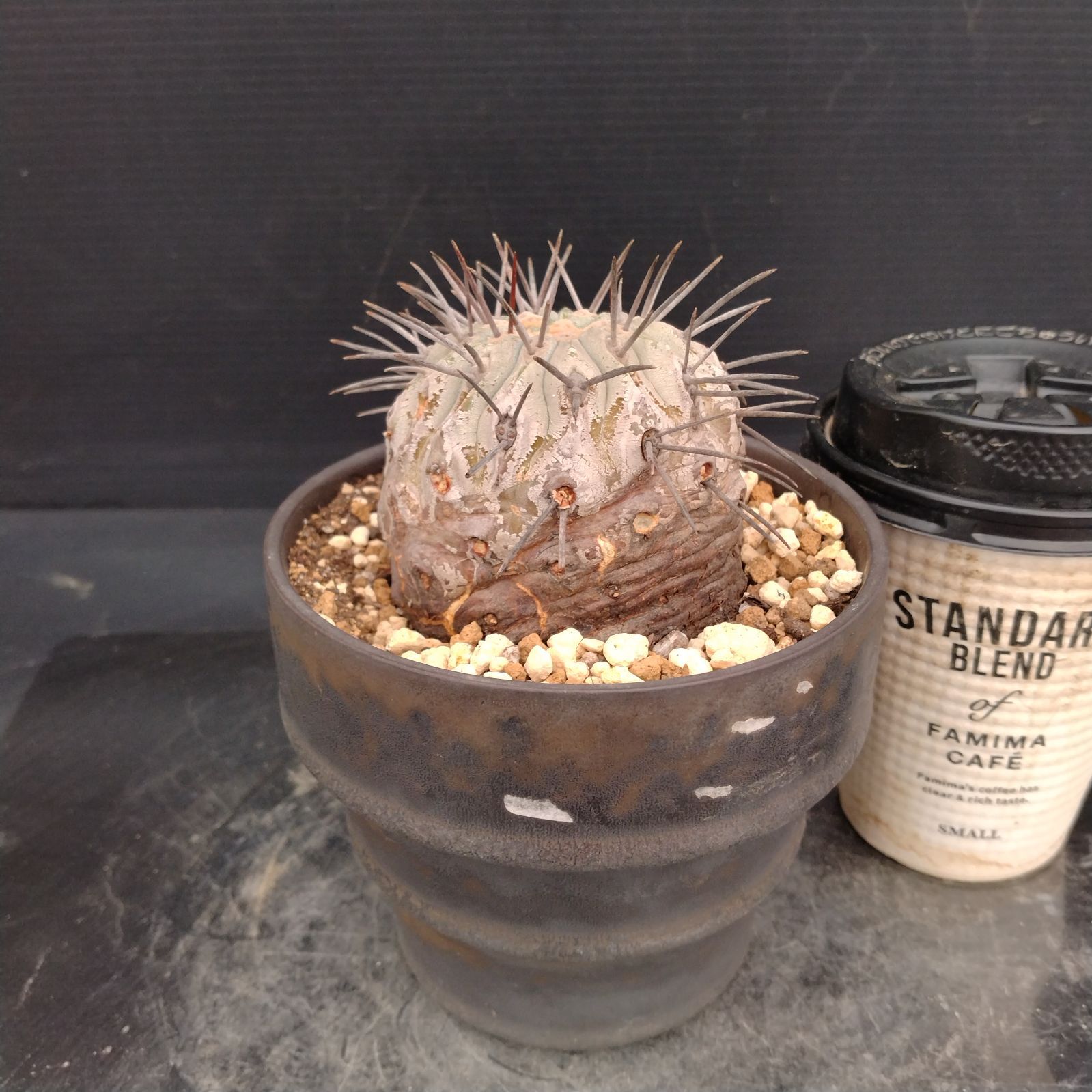 Z171【自社養生株】コピアポア コルムナアルバ（発根株・鉢植え
